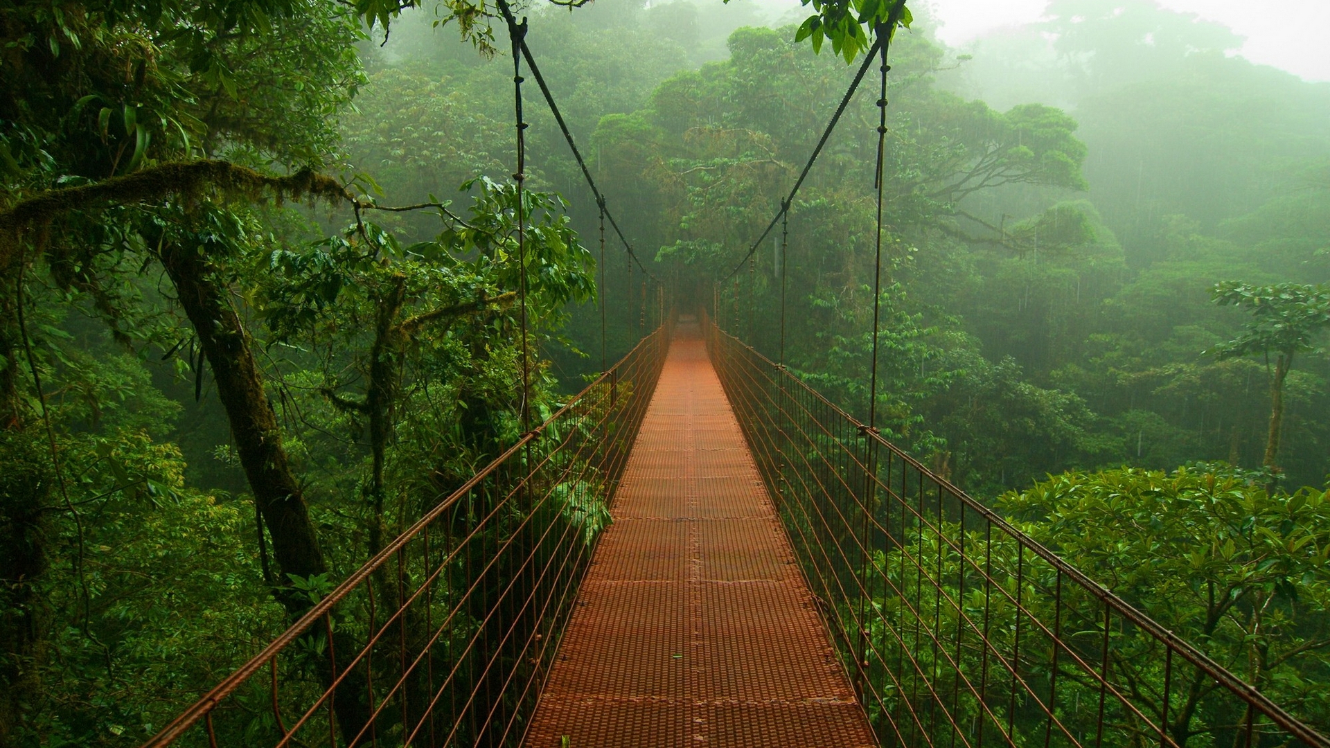 jungle, man made, bridge, bridges, forest, rainforest