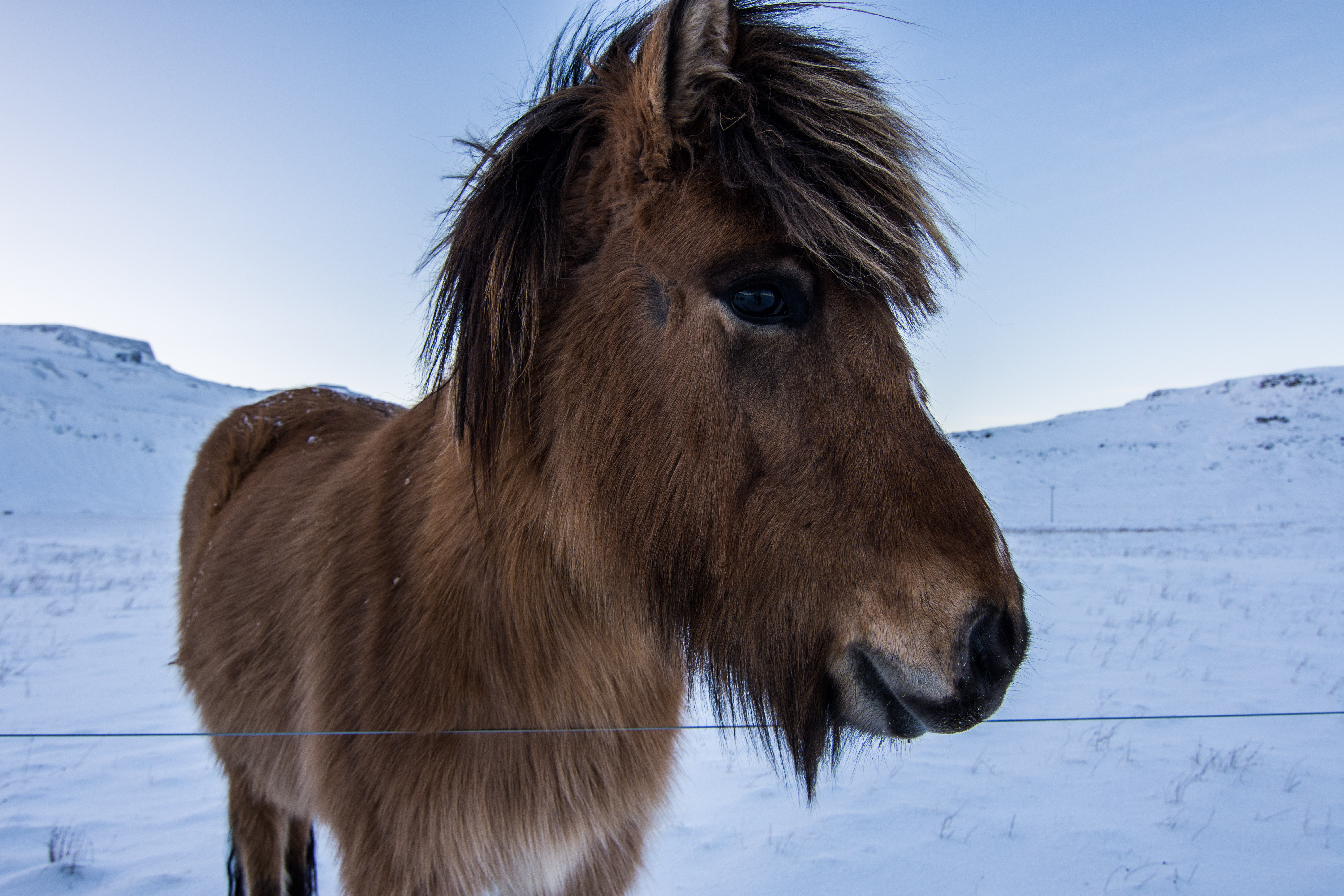 142250 Bild herunterladen tiere, schnauze, mähne, pferd, pony - Hintergrundbilder und Bildschirmschoner kostenlos