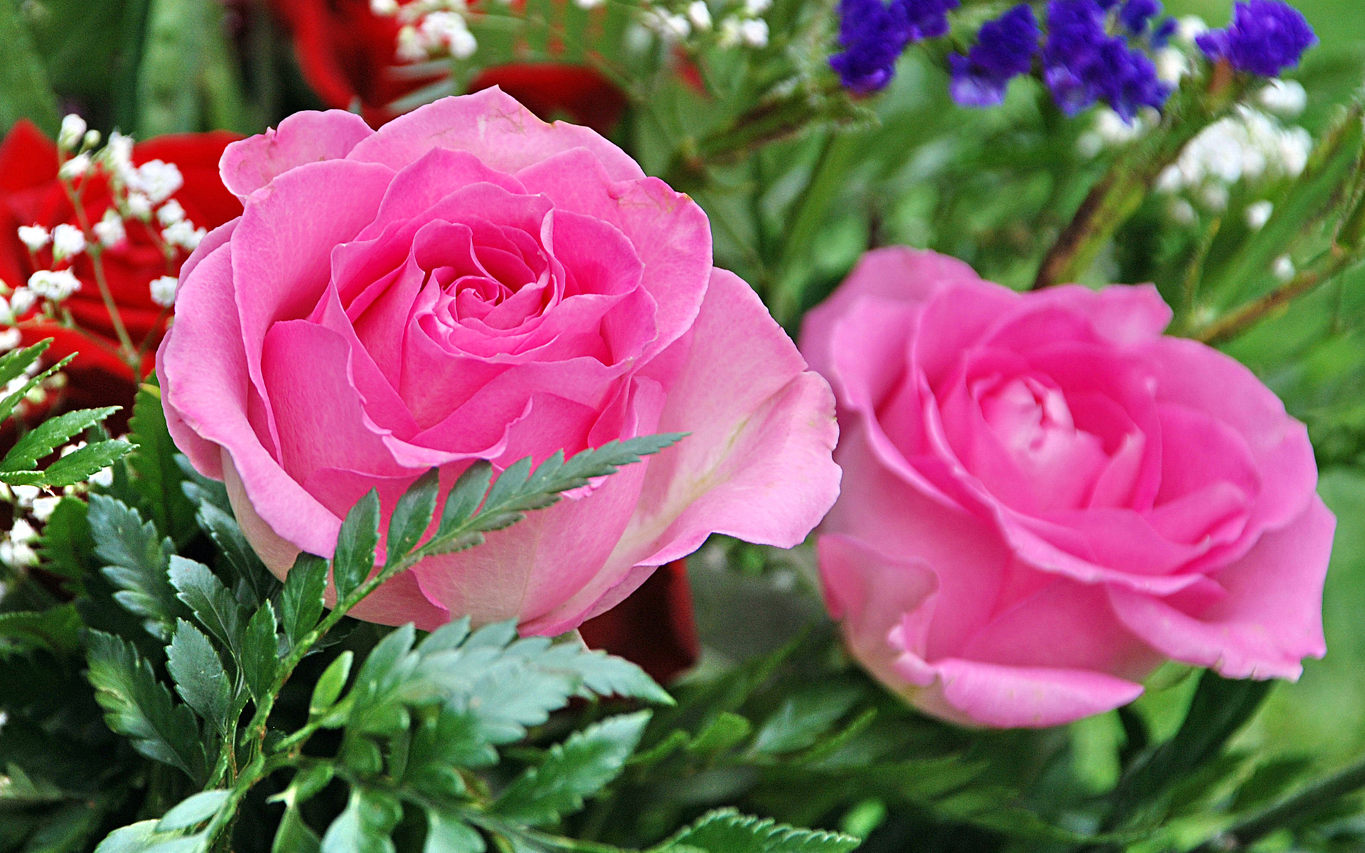 277373 免費下載壁紙 自然, 玫瑰, 花, 粉红玫瑰, 花卉 屏保和圖片