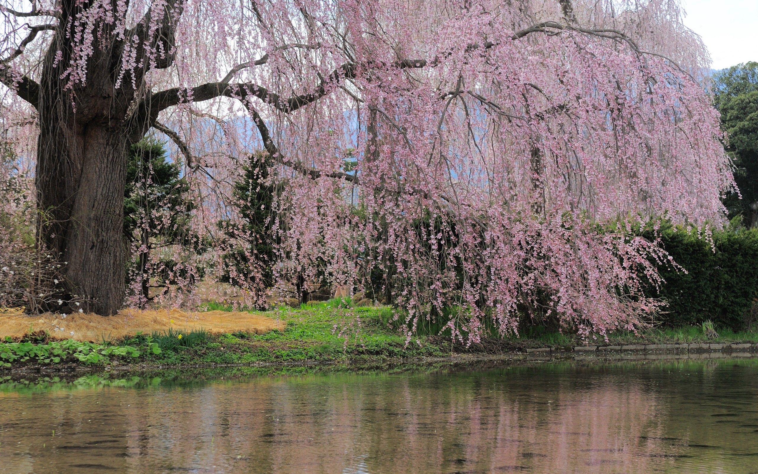 По над рекой сад цветет. Плакучая Ива в Японии. Ива Китай. Слива косматая Пендула. Сакура плакучая.