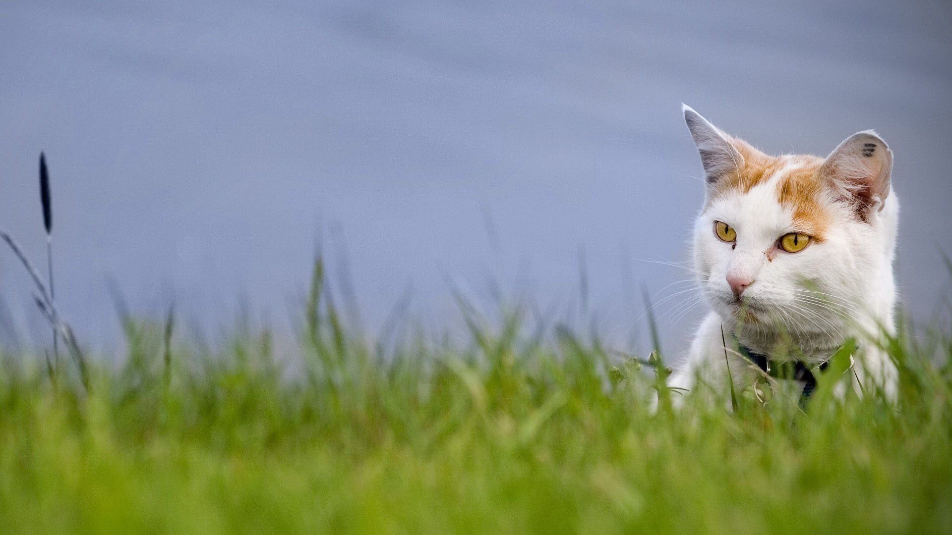 animals, grass, cat, muzzle, spotted, spotty, peek out, look out HD wallpaper