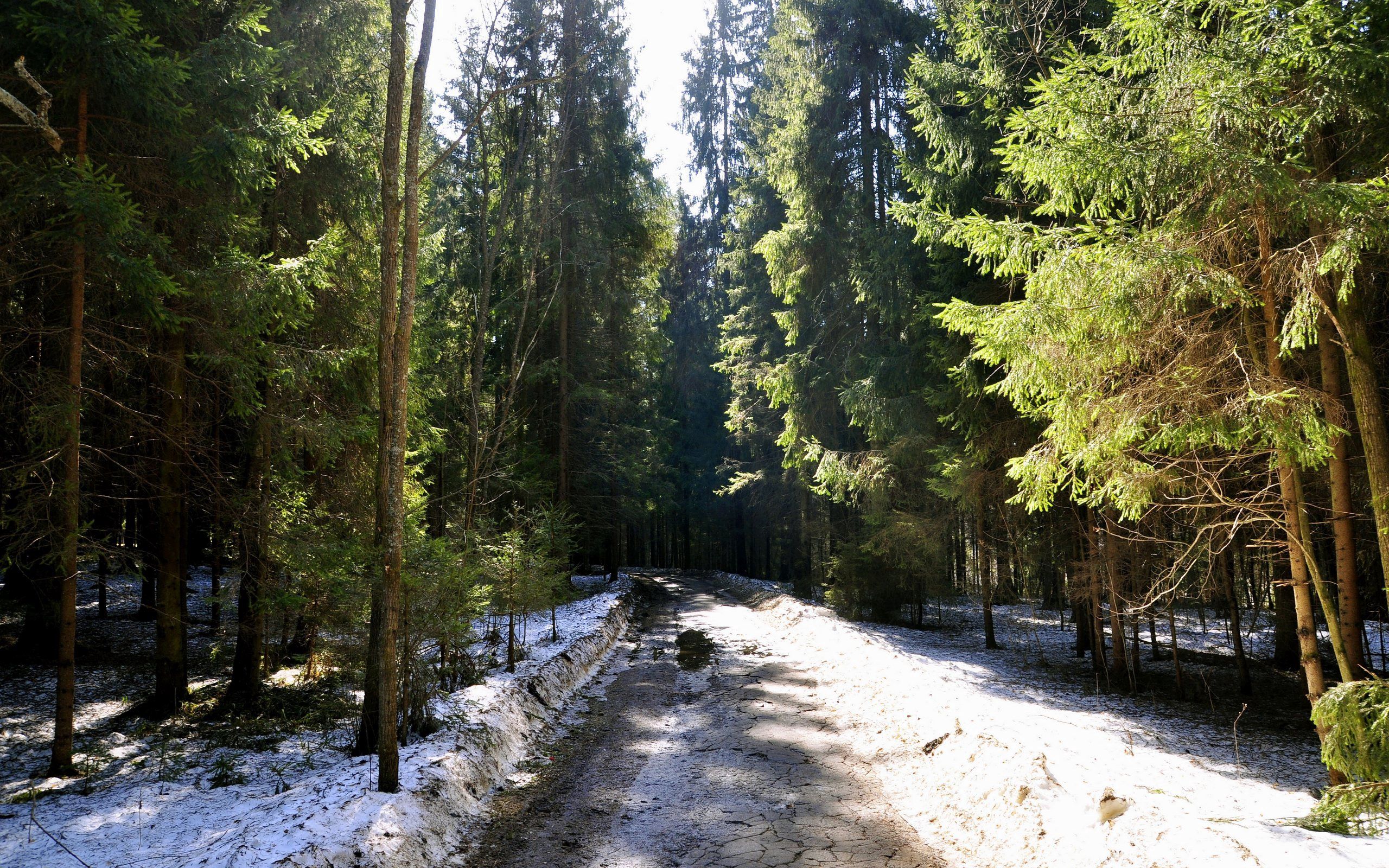 Download mobile wallpaper Dirt, Mud, Road, Forest, Grass, Snow, Nature for free.