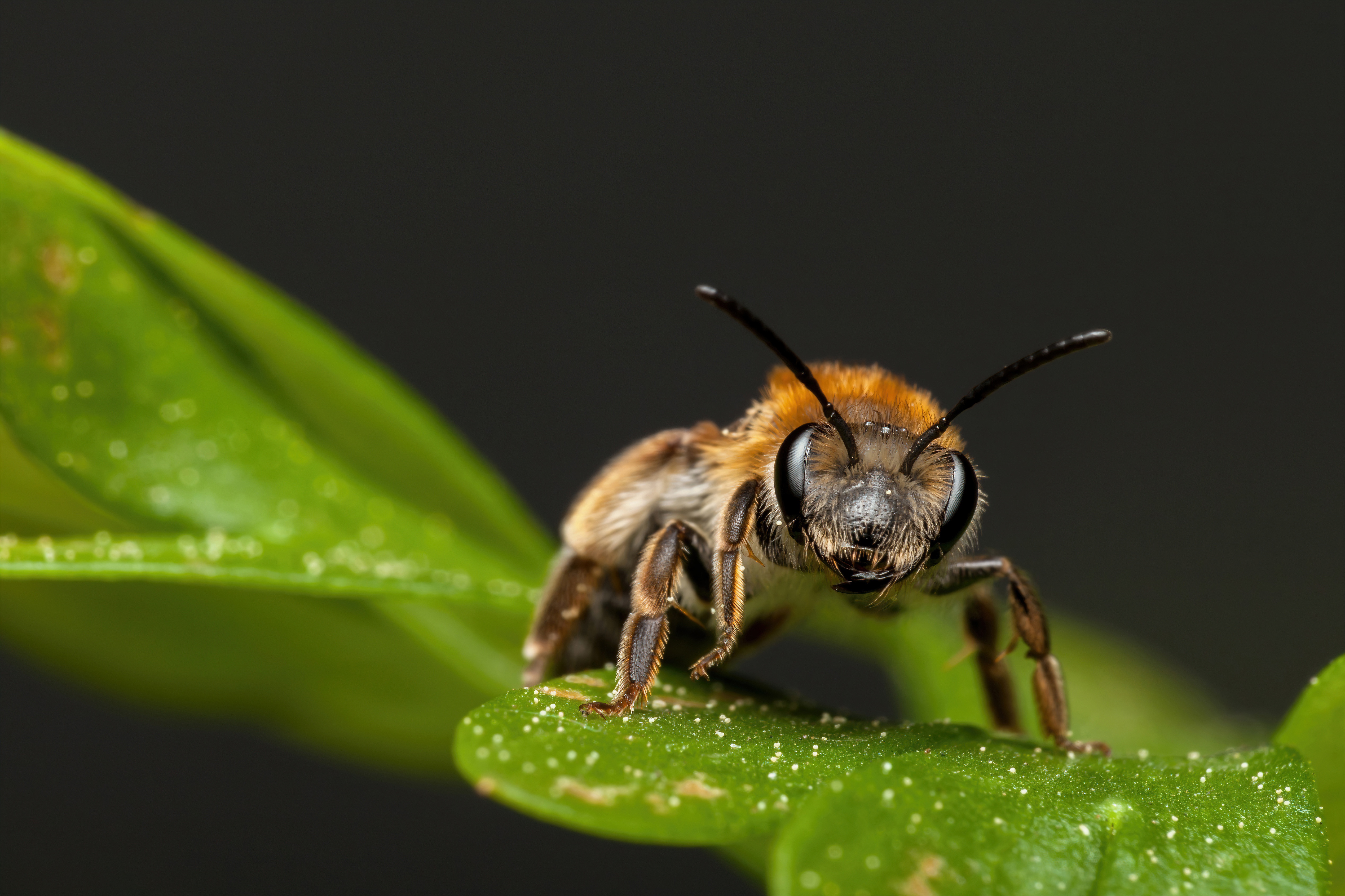 пчела в полете фото крупным планом