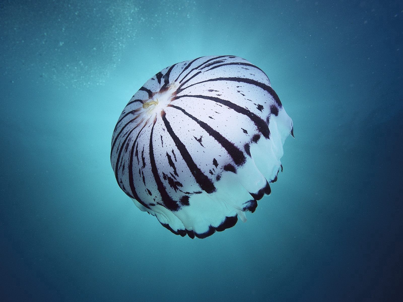 50695 descargar fondo de pantalla animales, mar, medusa, mundo submarino, esponja, nadar: protectores de pantalla e imágenes gratis