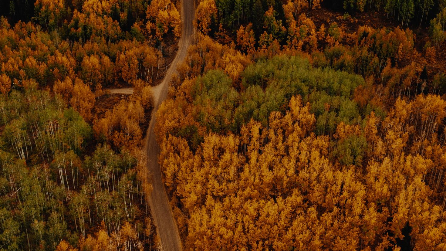 Виды осеннего леса. Рыжий лес Чернобыль. Осенний лес сверху. Осенний лес вид сверху. Лес вид сверху.