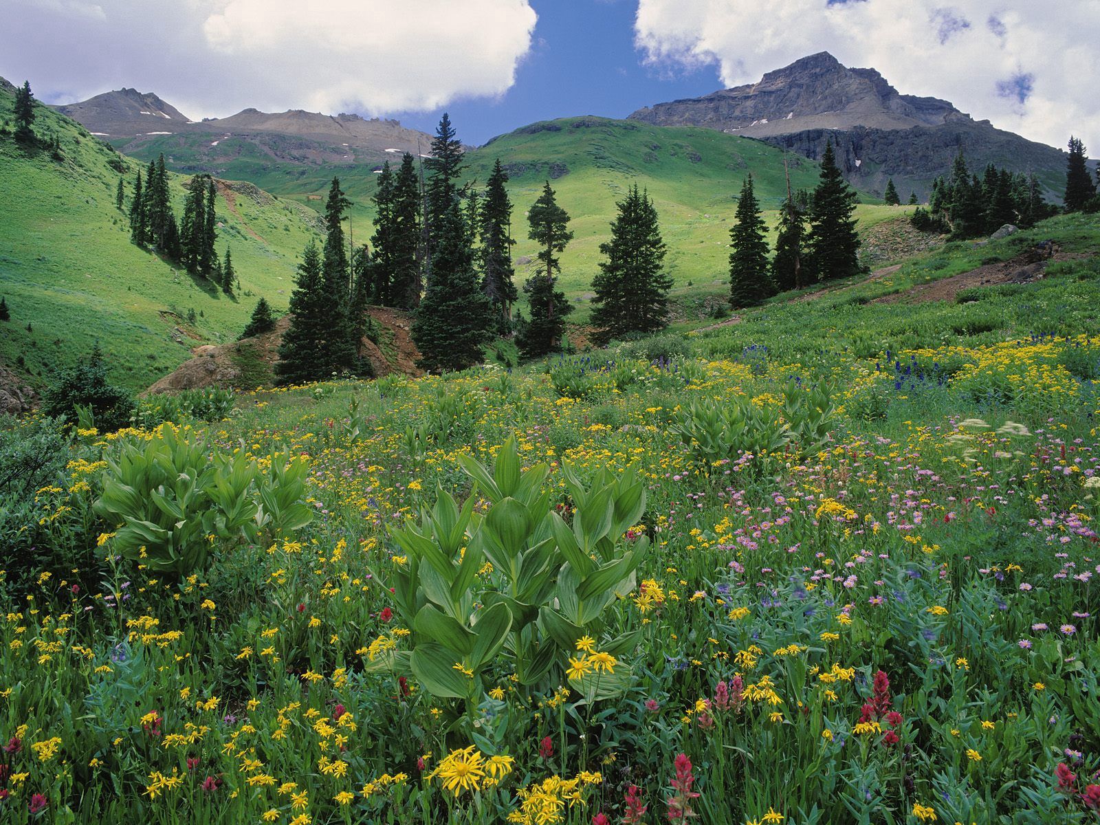 Download mobile wallpaper Greens, Slopes, Grass, Colorado, Flowers, Trees, Meadow, Nature for free.