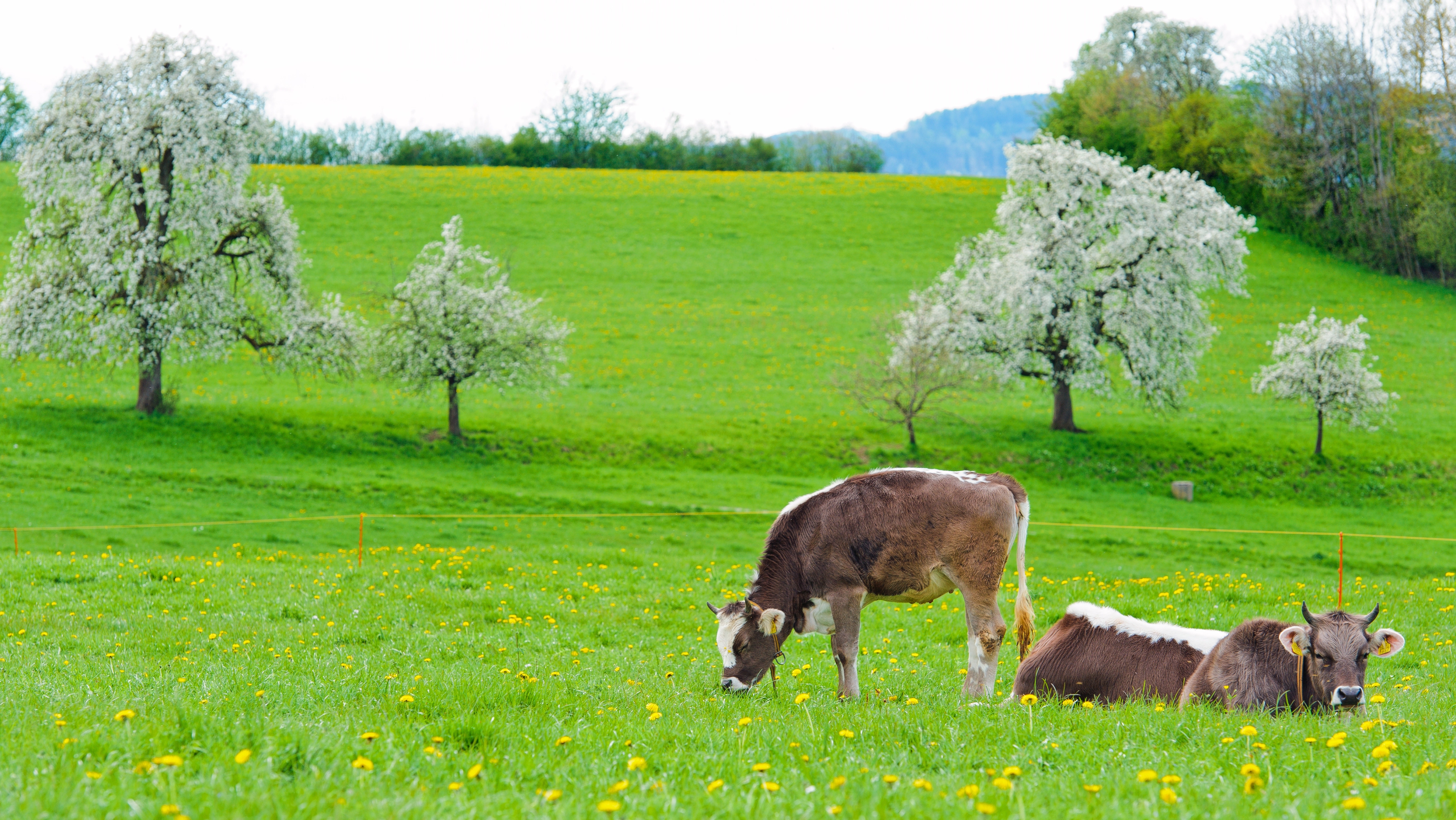 cows, animals, food, grass, to lie down, lie, spring 5K
