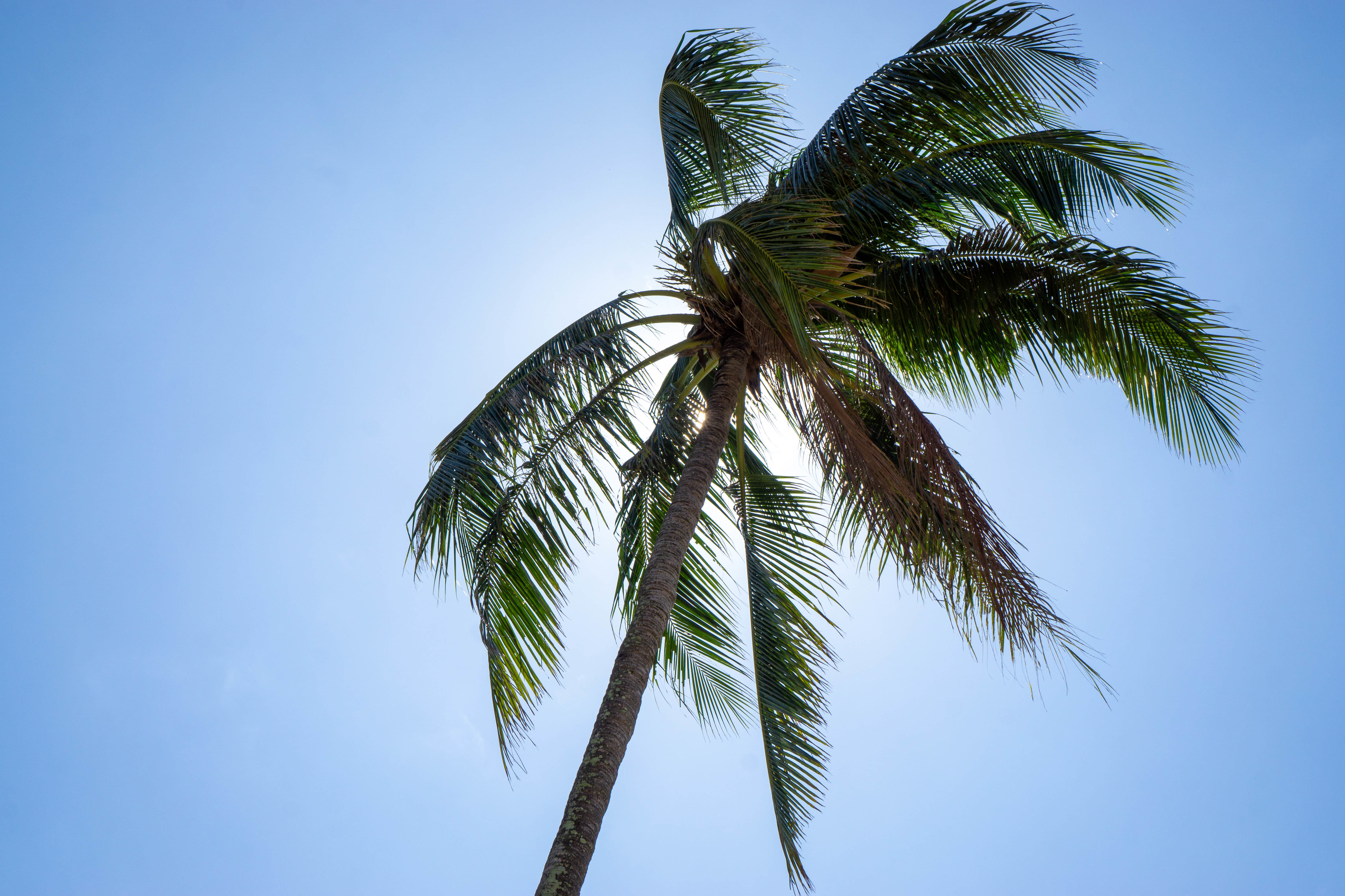 107753 descargar fondo de pantalla naturaleza, cielo, verano, madera, árbol, palma, zona tropical, trópico: protectores de pantalla e imágenes gratis