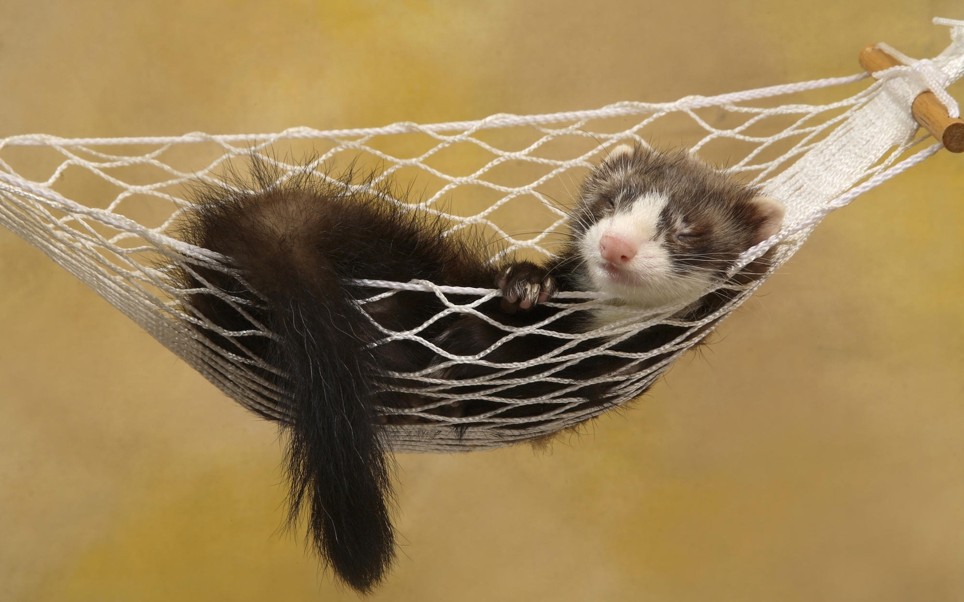 Download mobile wallpaper Ferrets, Animals for free.
