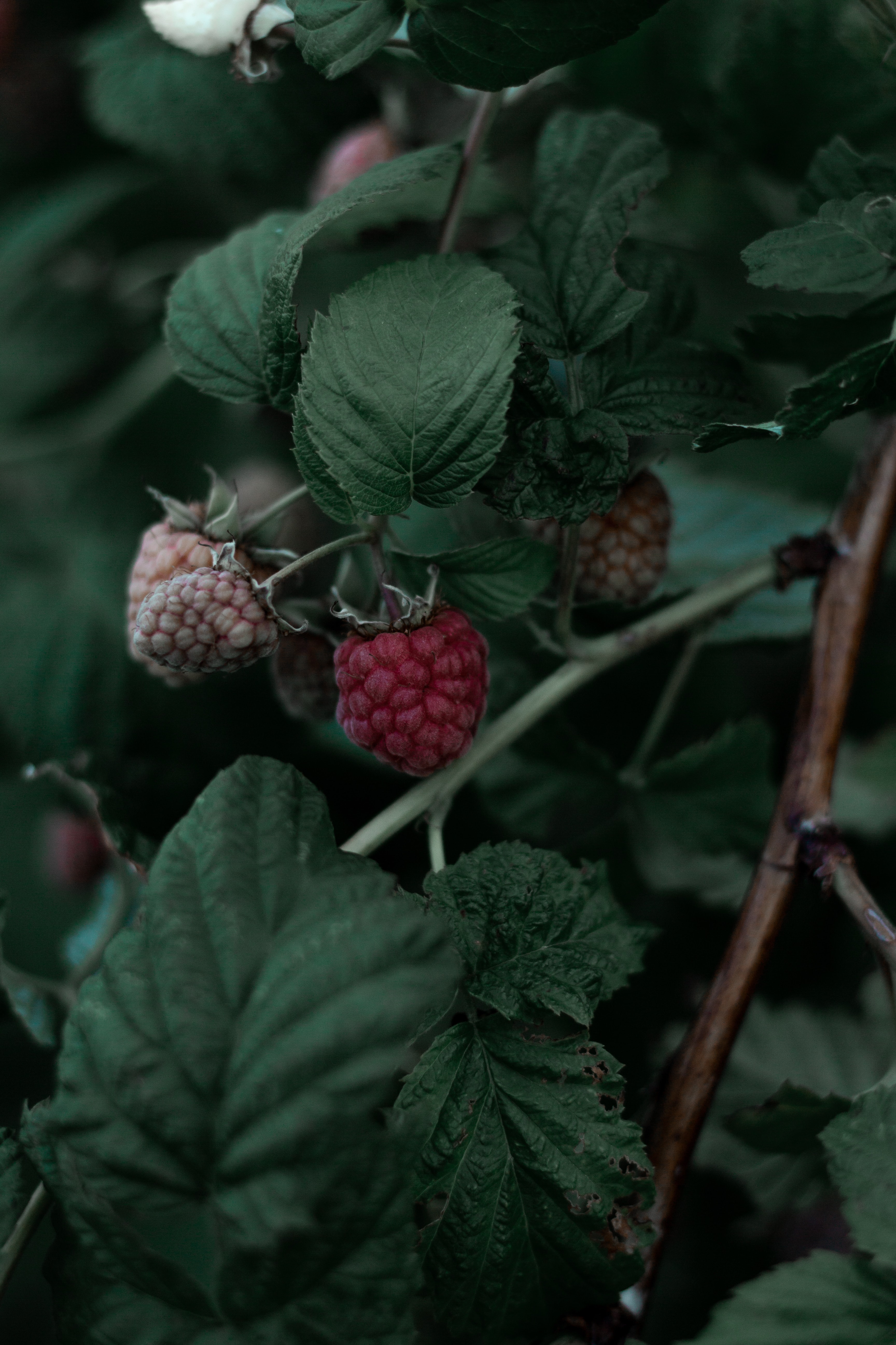 Free download wallpaper Leaves, Raspberry, Berry, Branch, Food on your PC desktop