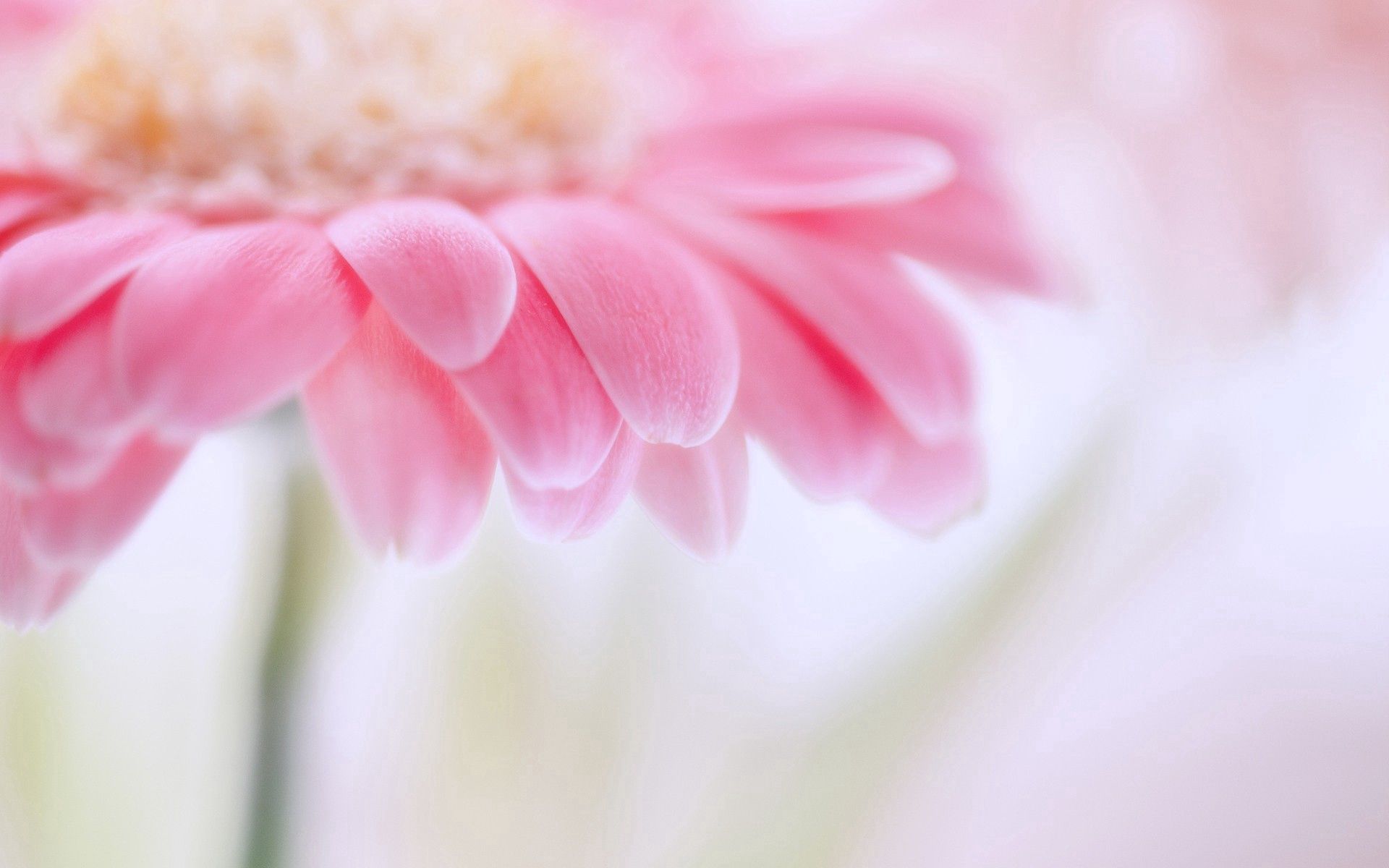 Light Pink Wallpaper Desktop.  Pink flowers background, Flower