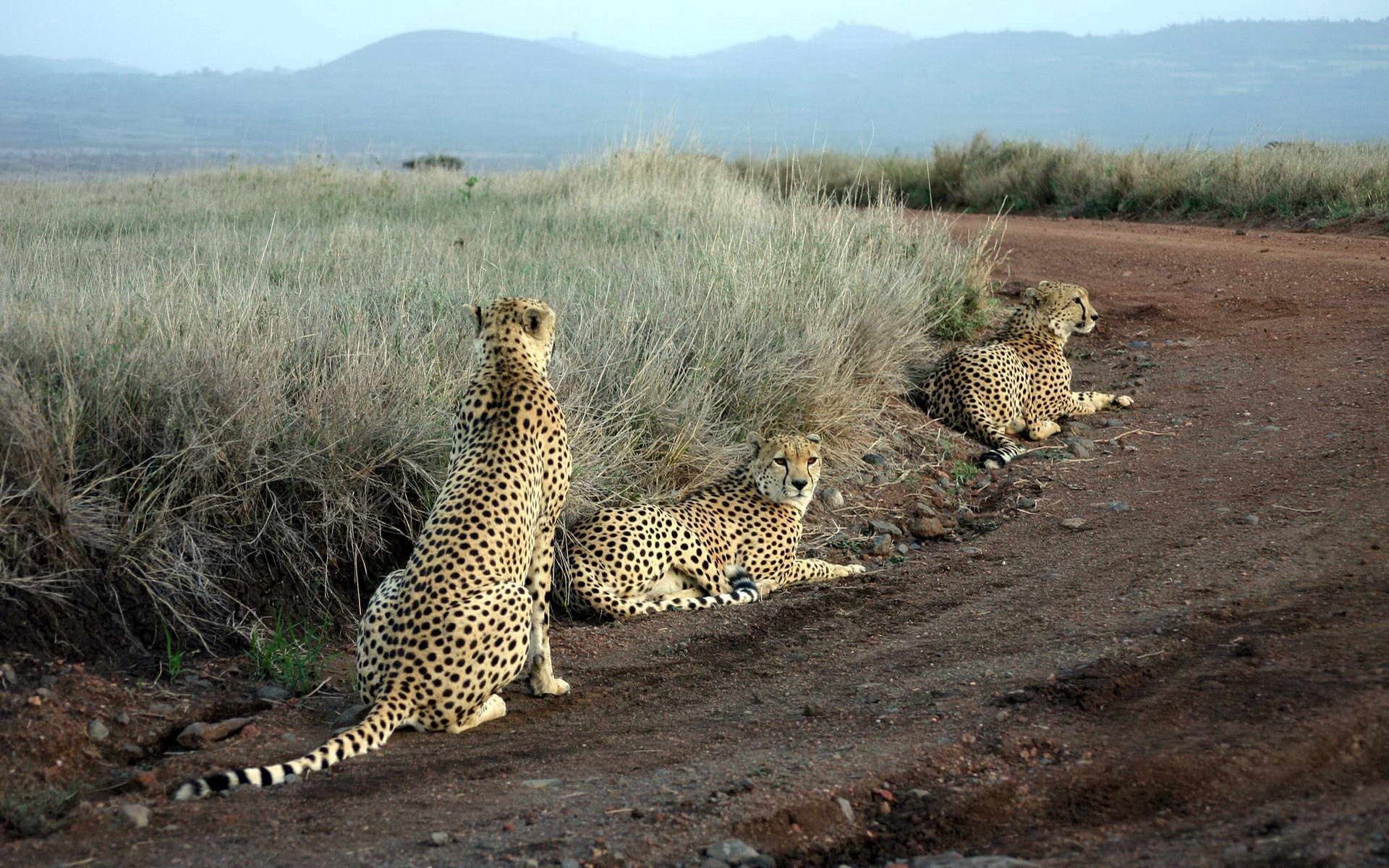 cheetah, animals, grass, sit, road, hunting, hunt, three