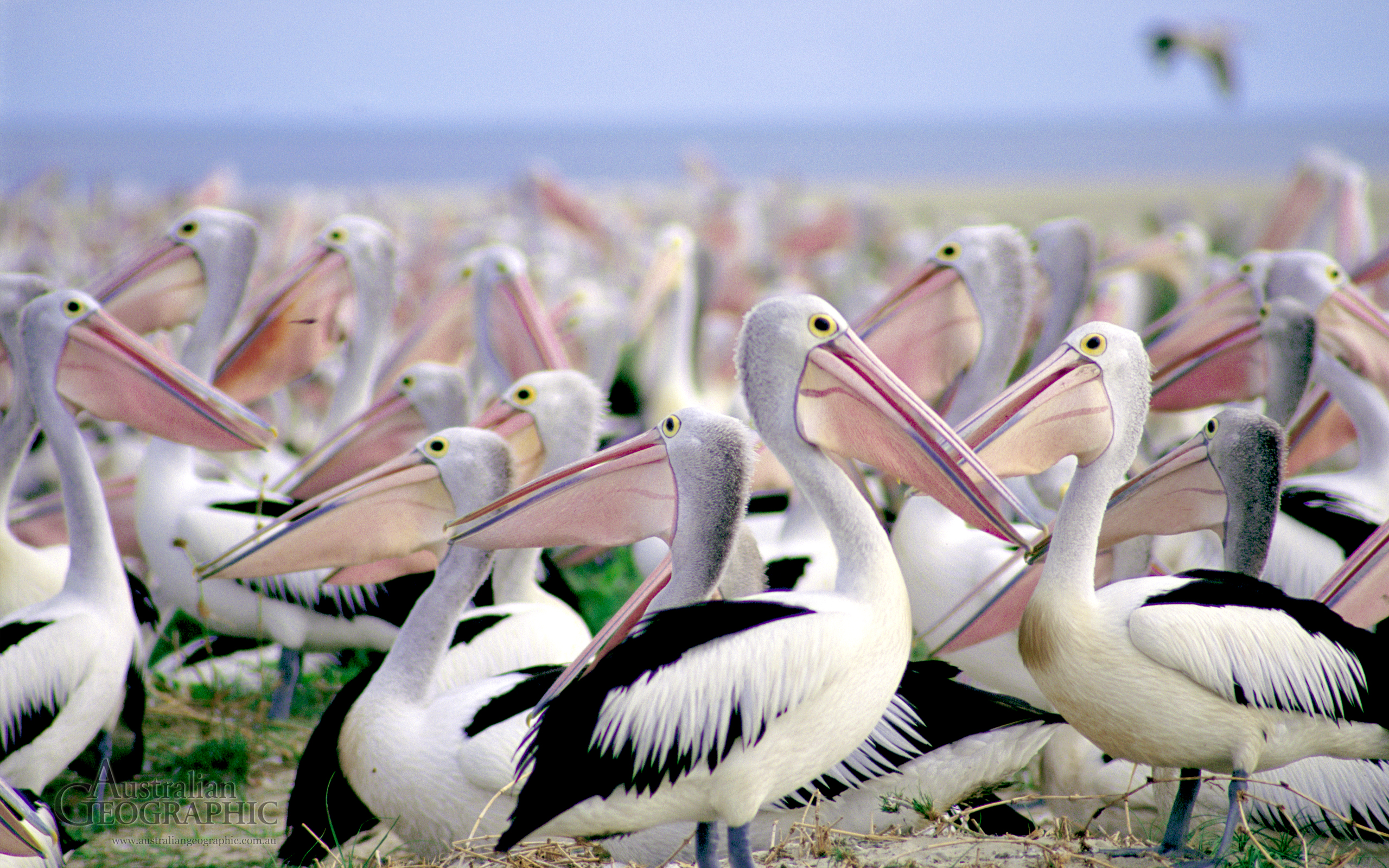 317240 Bild herunterladen tiere, pelikan, vogel, vögel - Hintergrundbilder und Bildschirmschoner kostenlos
