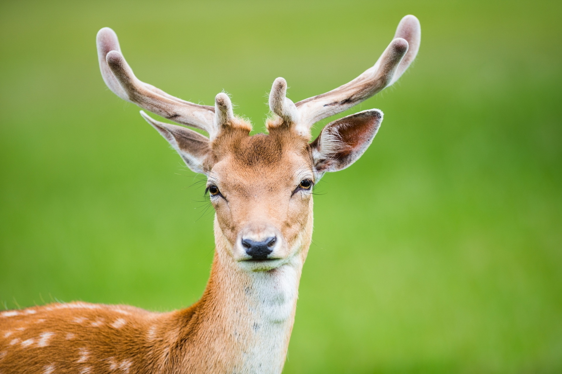 spotted, animals, spotty, deer, horns High Definition image