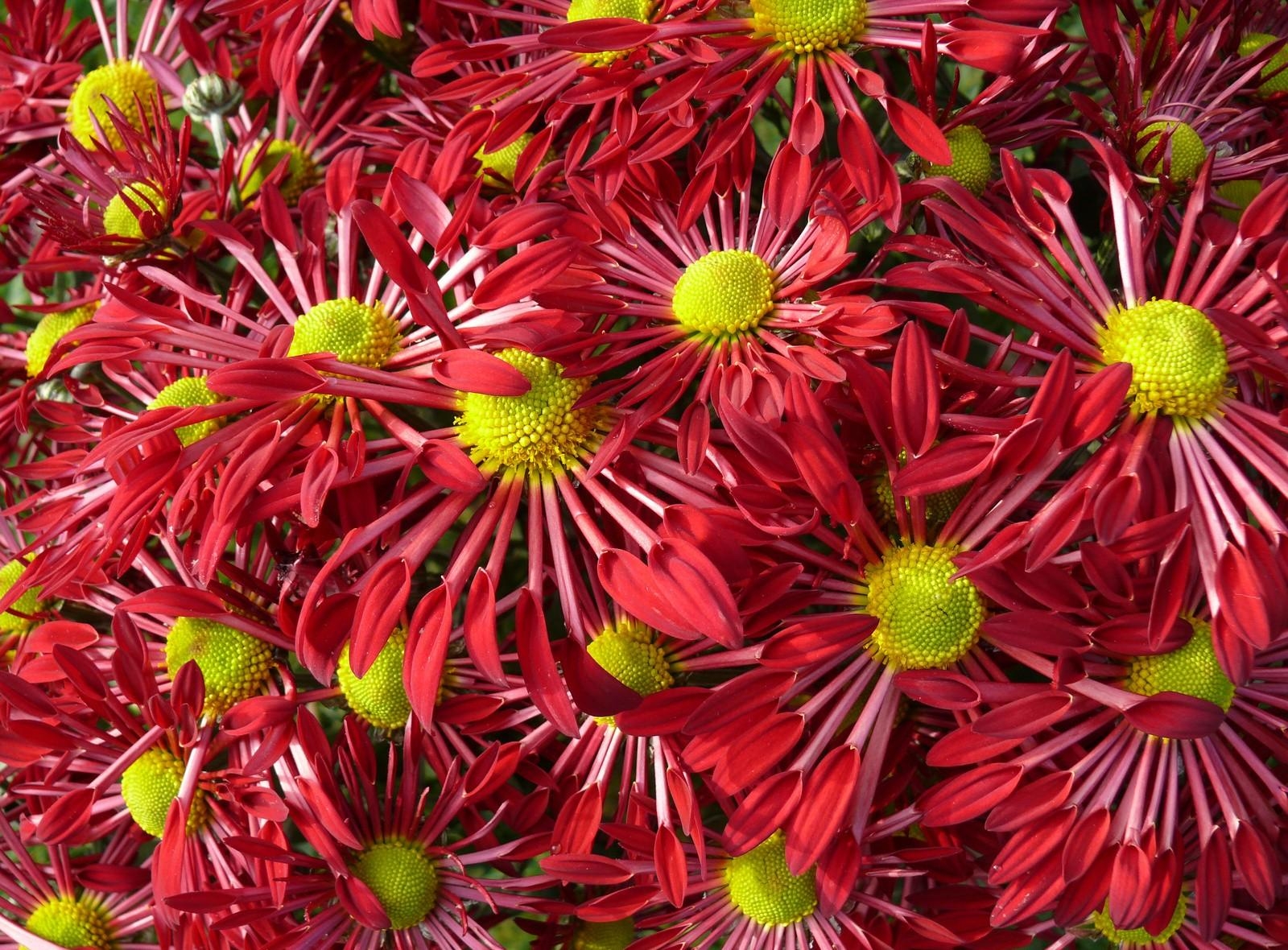 Full HD Wallpaper flowers, bright, petals, close up, lot