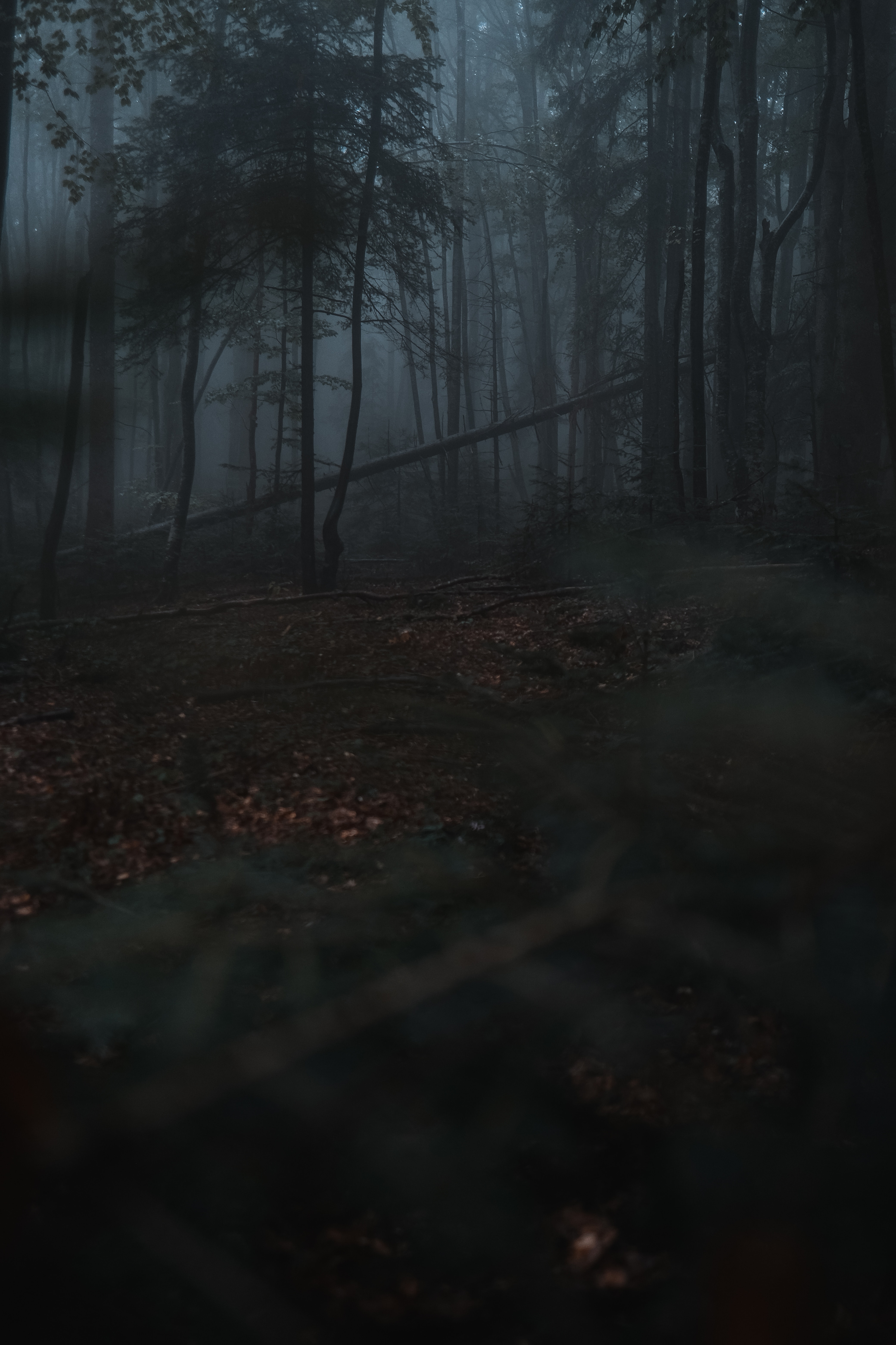 forest, gloomy, trees, dark, nature, fog
