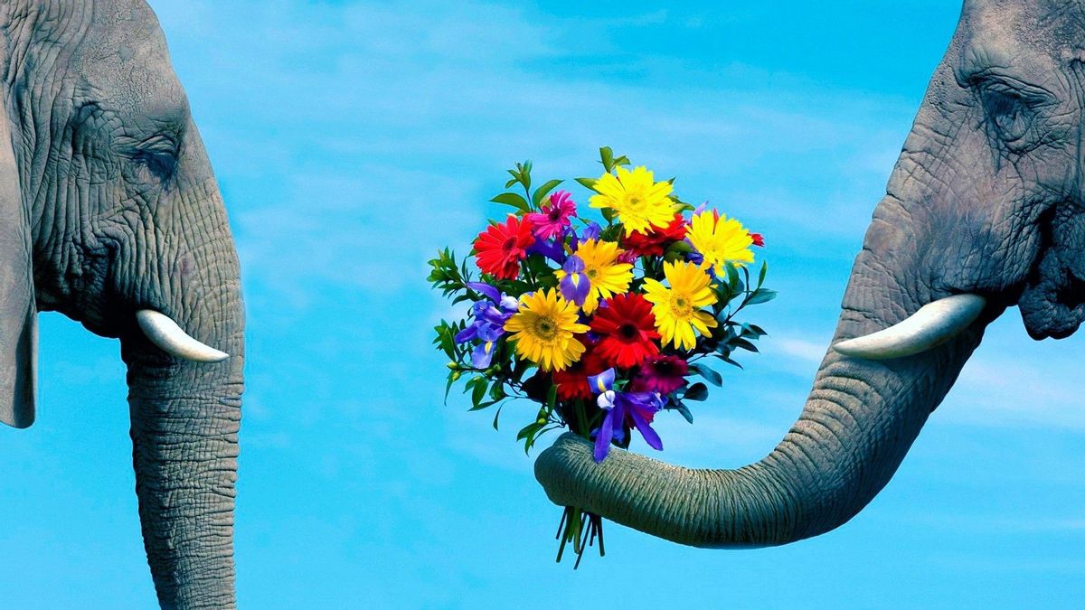 Слон дарит цветы слонихе