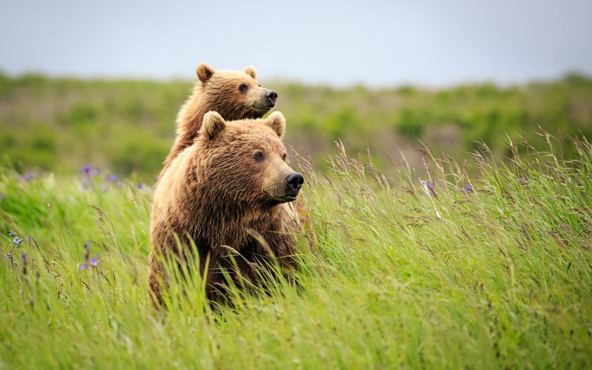 Медведь в природе