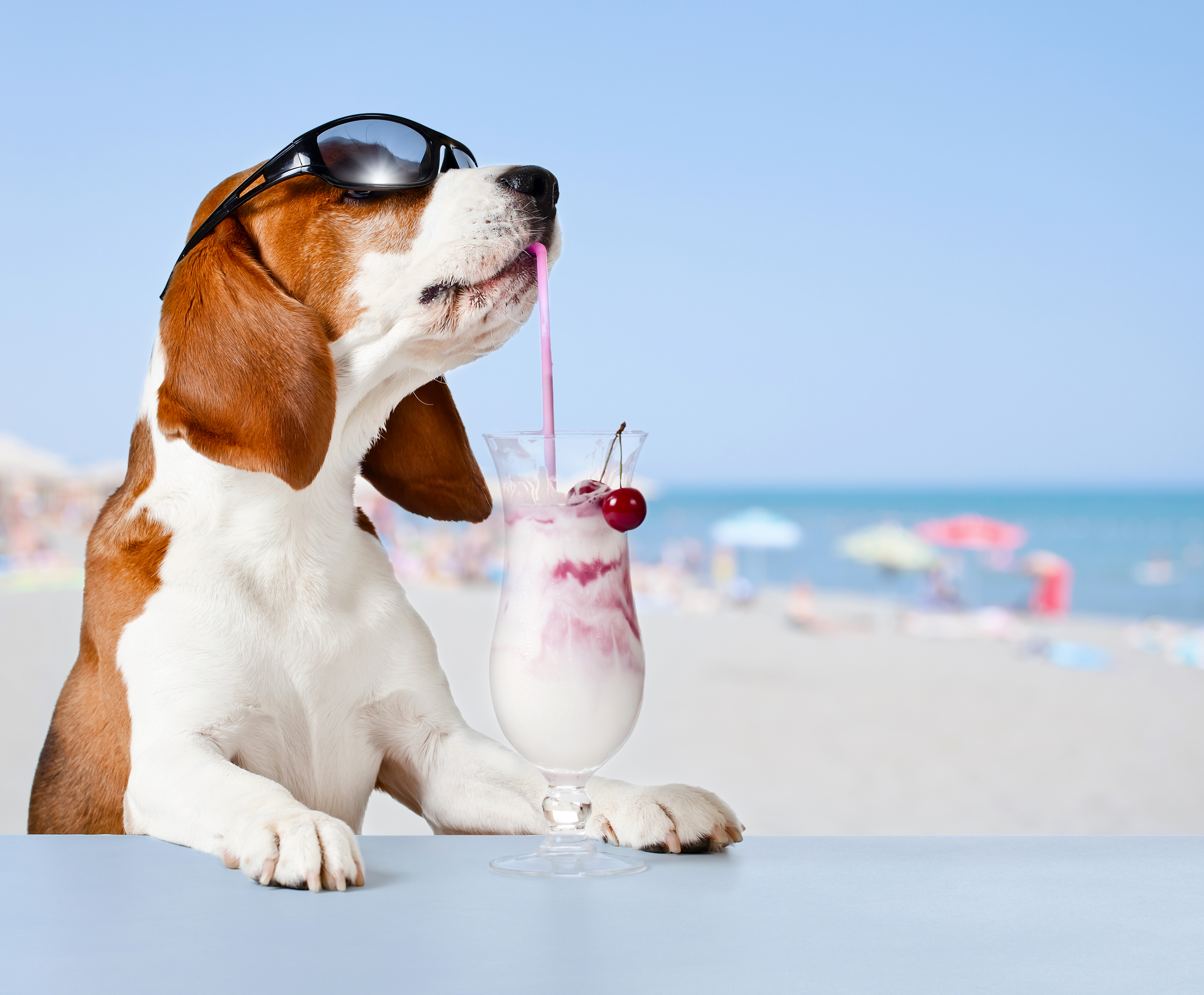 animal, basset hound, dog, humor, milkshake, sunglasses, dogs Phone Background