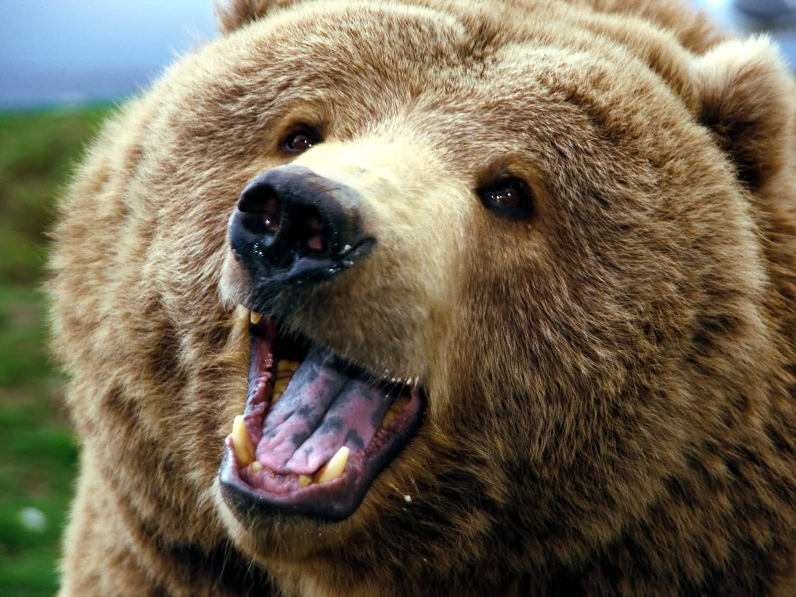 animal, grizzly bear, bears