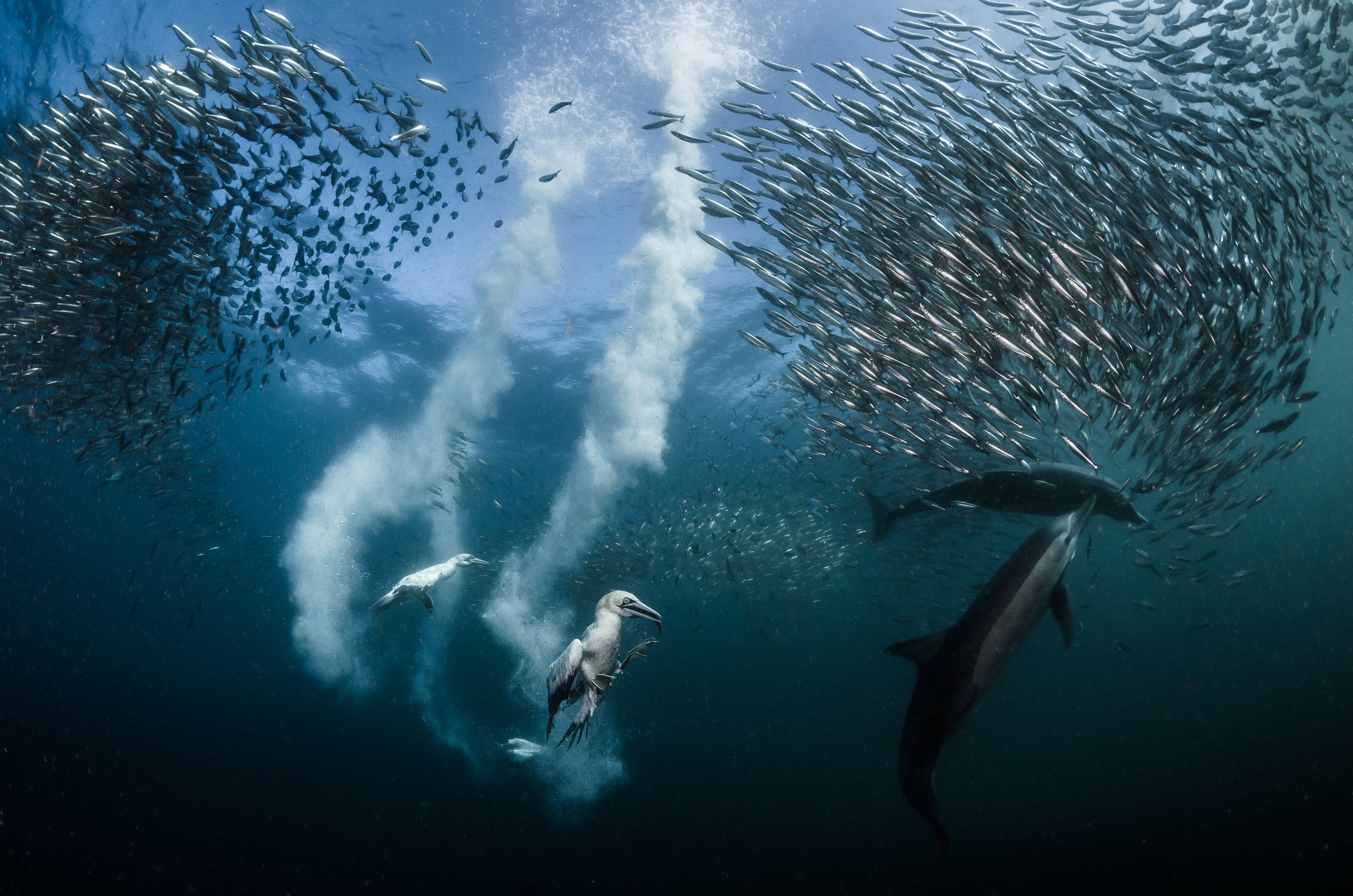 Географик. Победители фотоконкурса National Geographic. Морские обитатели моря. Лучшие снимки дикой природы. Стаи рыб в океане.