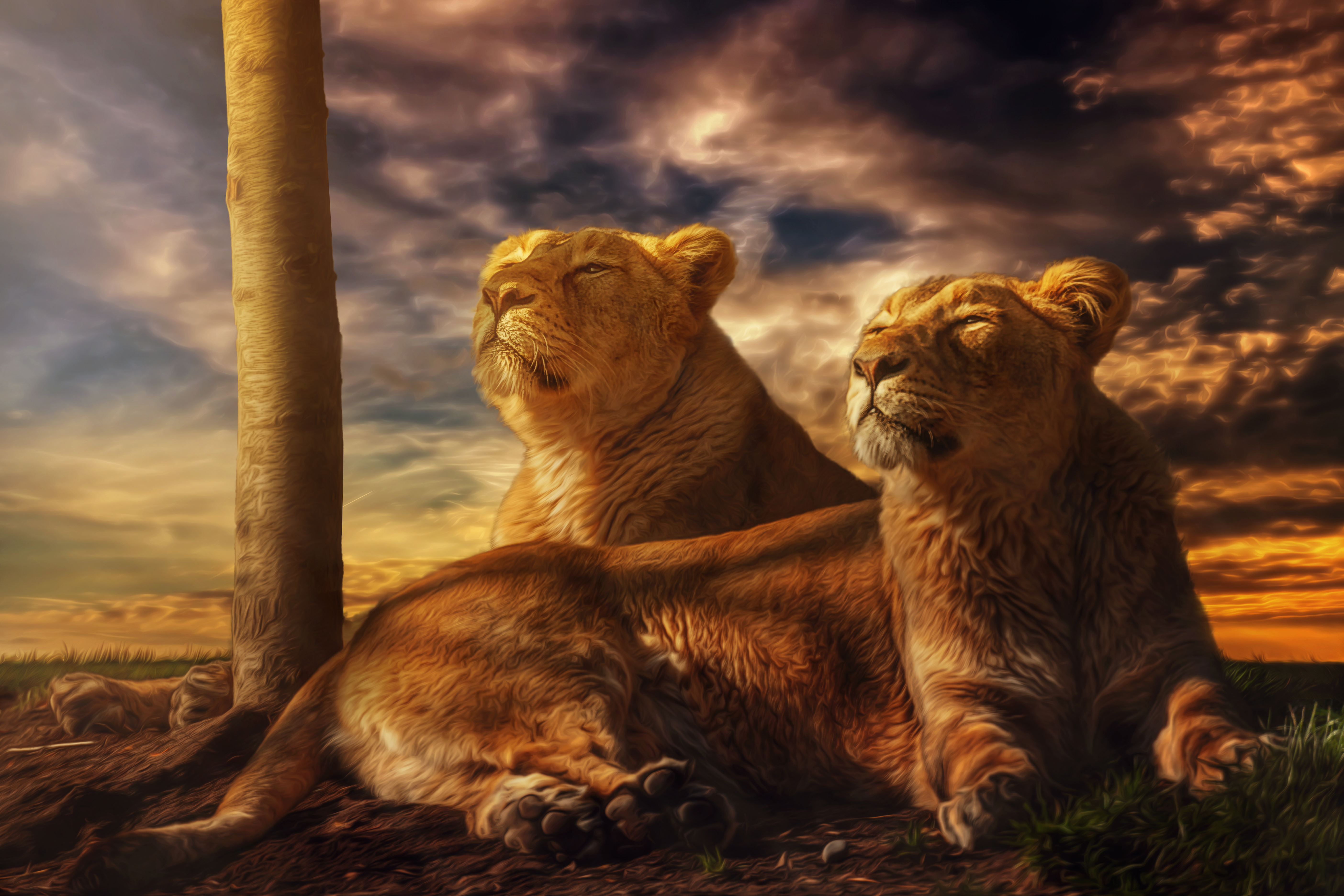 351295 descargar imagen animales, león, tardecita, leona, gatos: fondos de pantalla y protectores de pantalla gratis