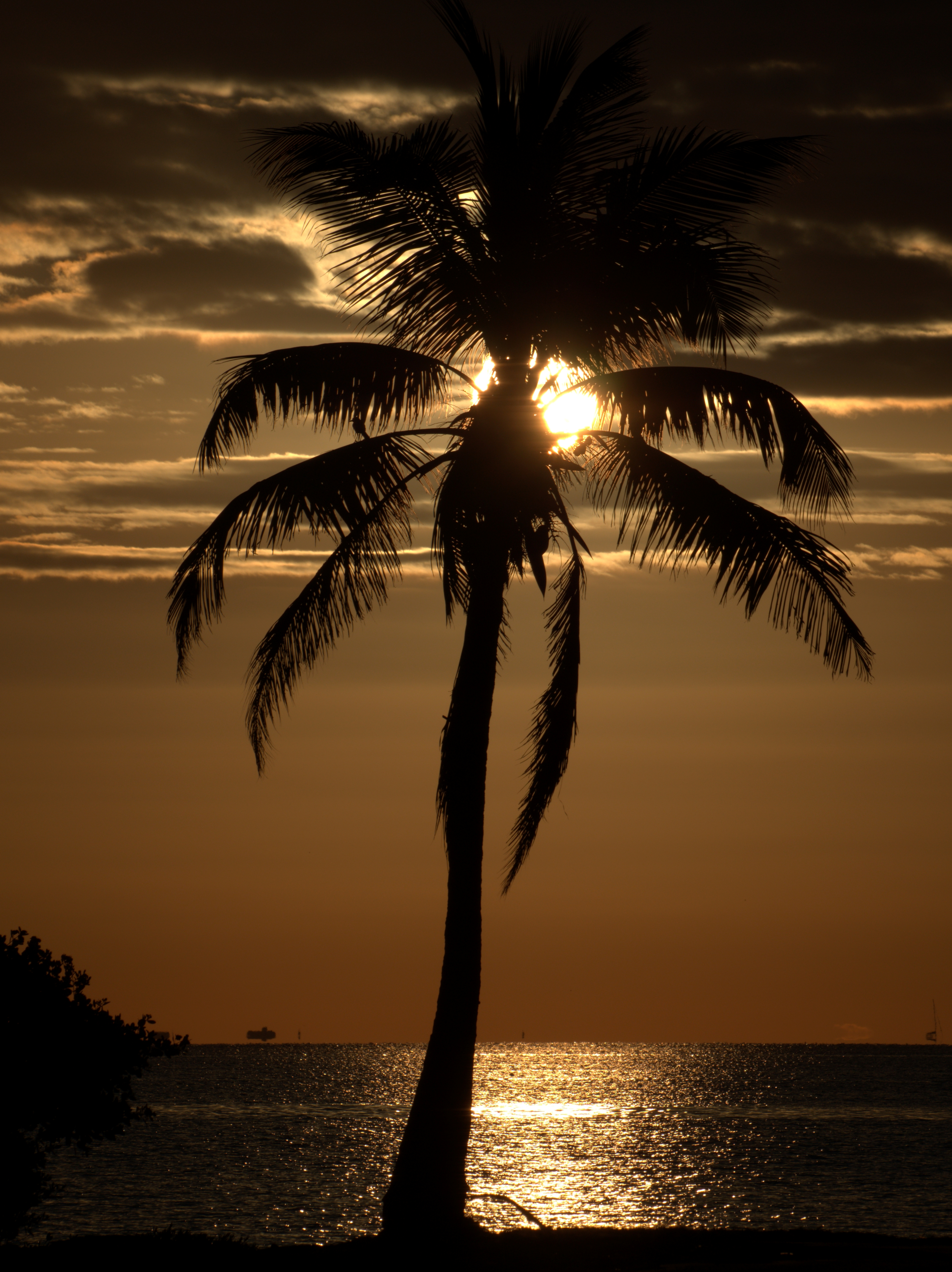 132217 Hintergrundbild herunterladen palme, dunkel, natur, sunset, sea, palm, dämmerung, twilight - Bildschirmschoner und Bilder kostenlos