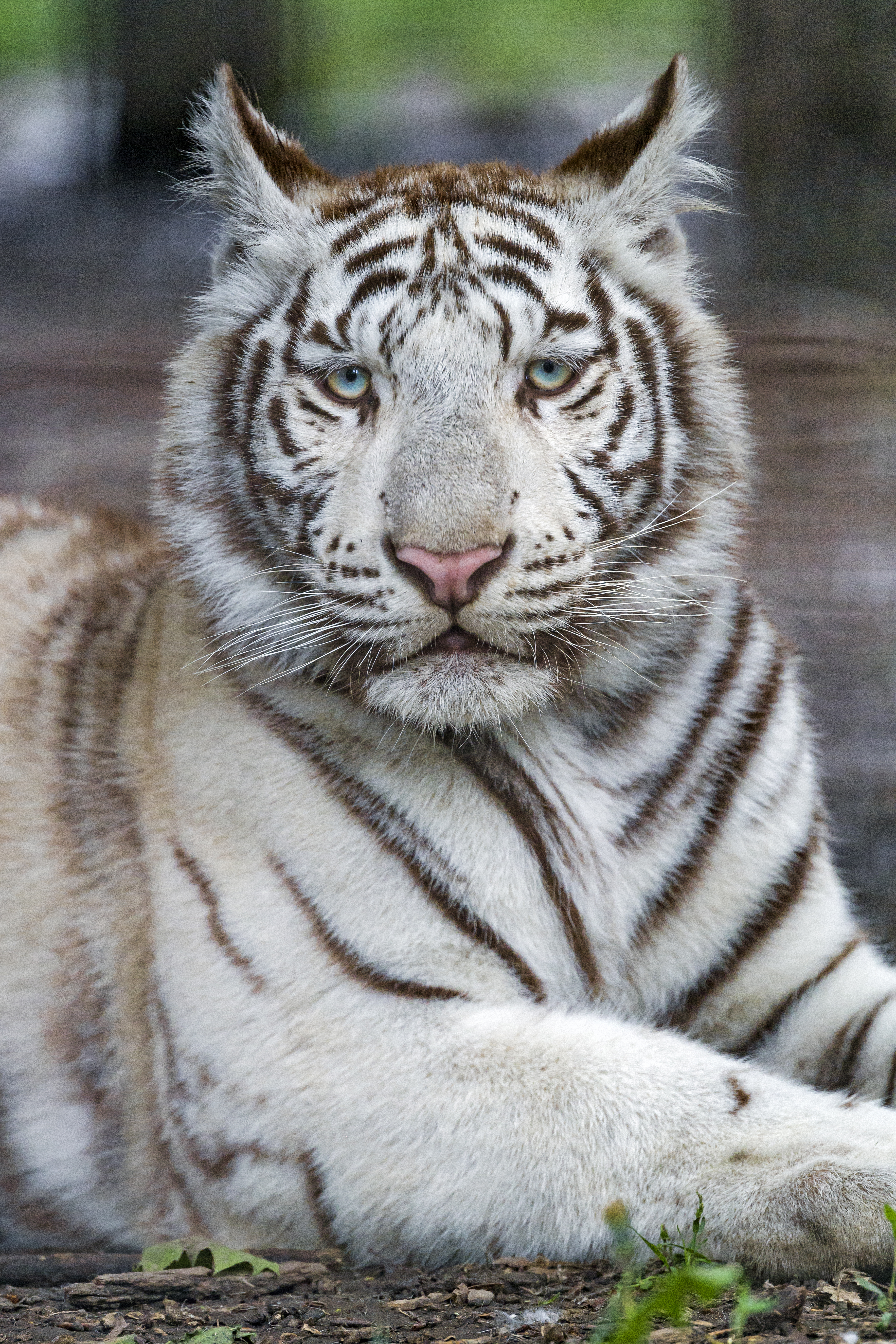white, tiger, animals, predator, beast, albino 2160p