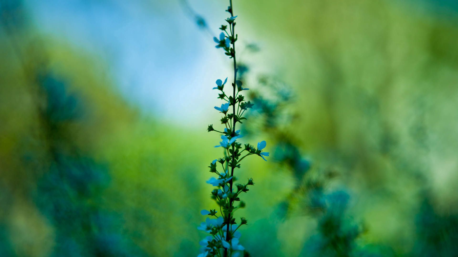 無料モバイル壁紙草, 大きい, マクロ, ぼやけ, 滑らか, 青い, 花をダウンロードします。