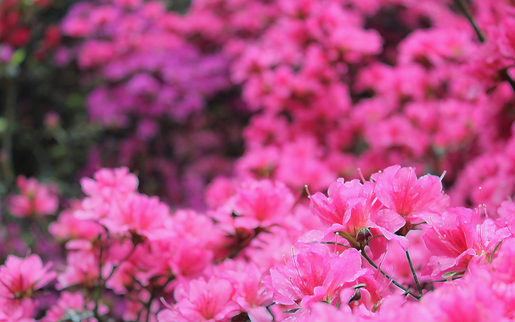 Фотографии розового цвета. Rozovyje cvety. Розовые цветы. Цветочек розовый. Цветок с розовыми цветами.