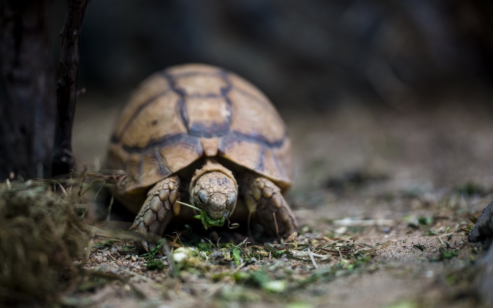 animal, tortoise, turtles cellphone