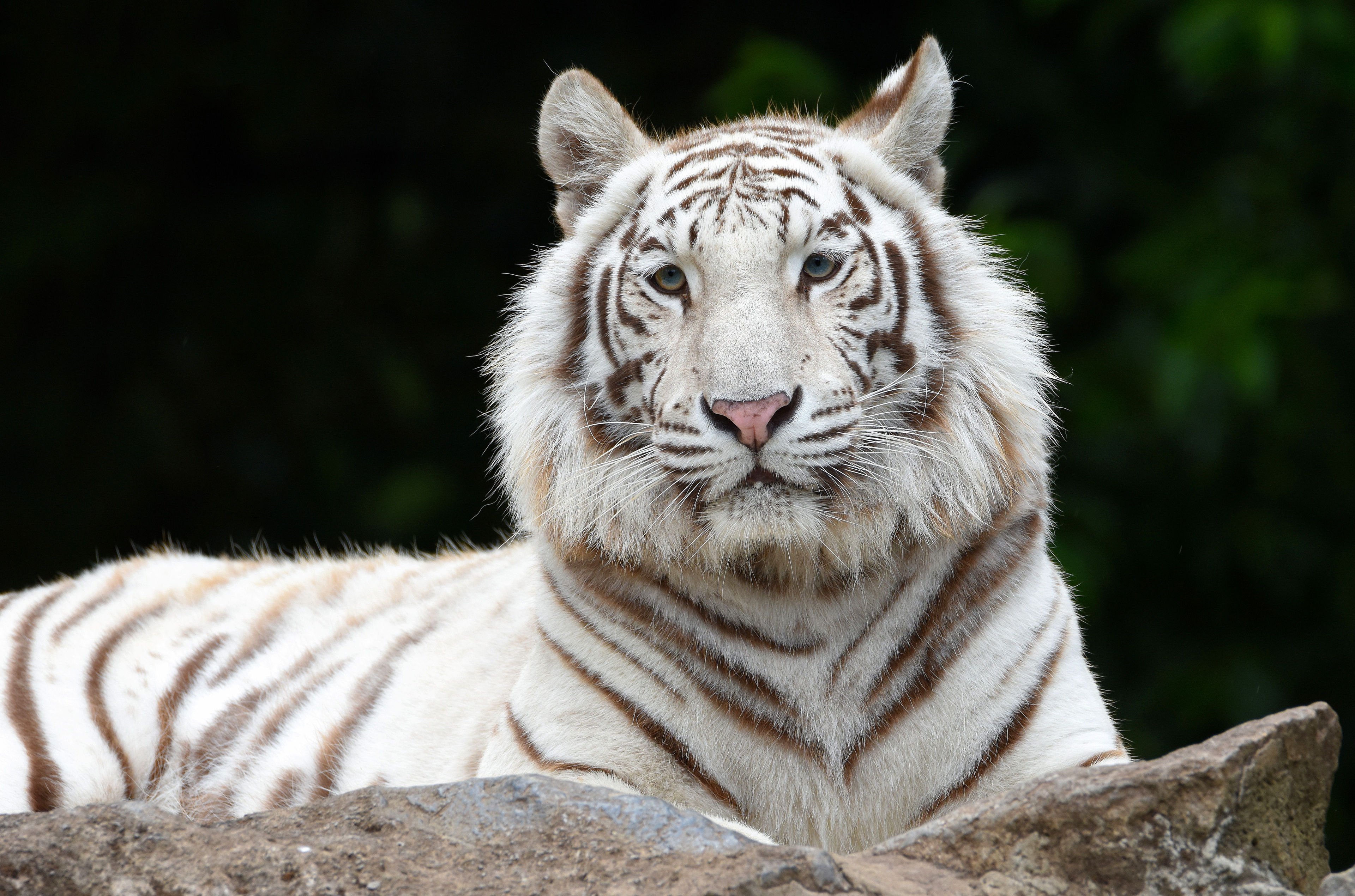Амурский тигр и белый тигр