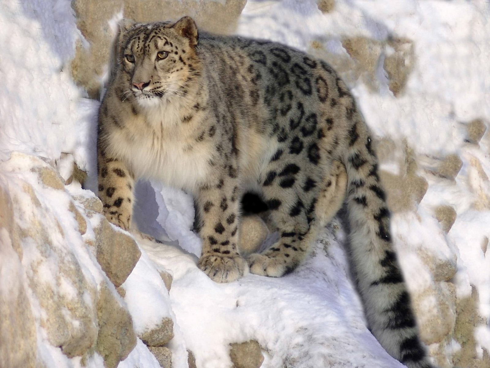 164006 Hintergrundbild herunterladen tiere, schneeleopard, katzen - Bildschirmschoner und Bilder kostenlos