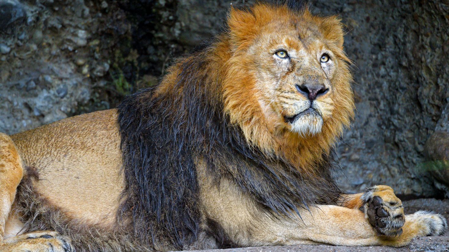 Лев царь зверей. Жизнь Льва в дикой природе. Дикая природа