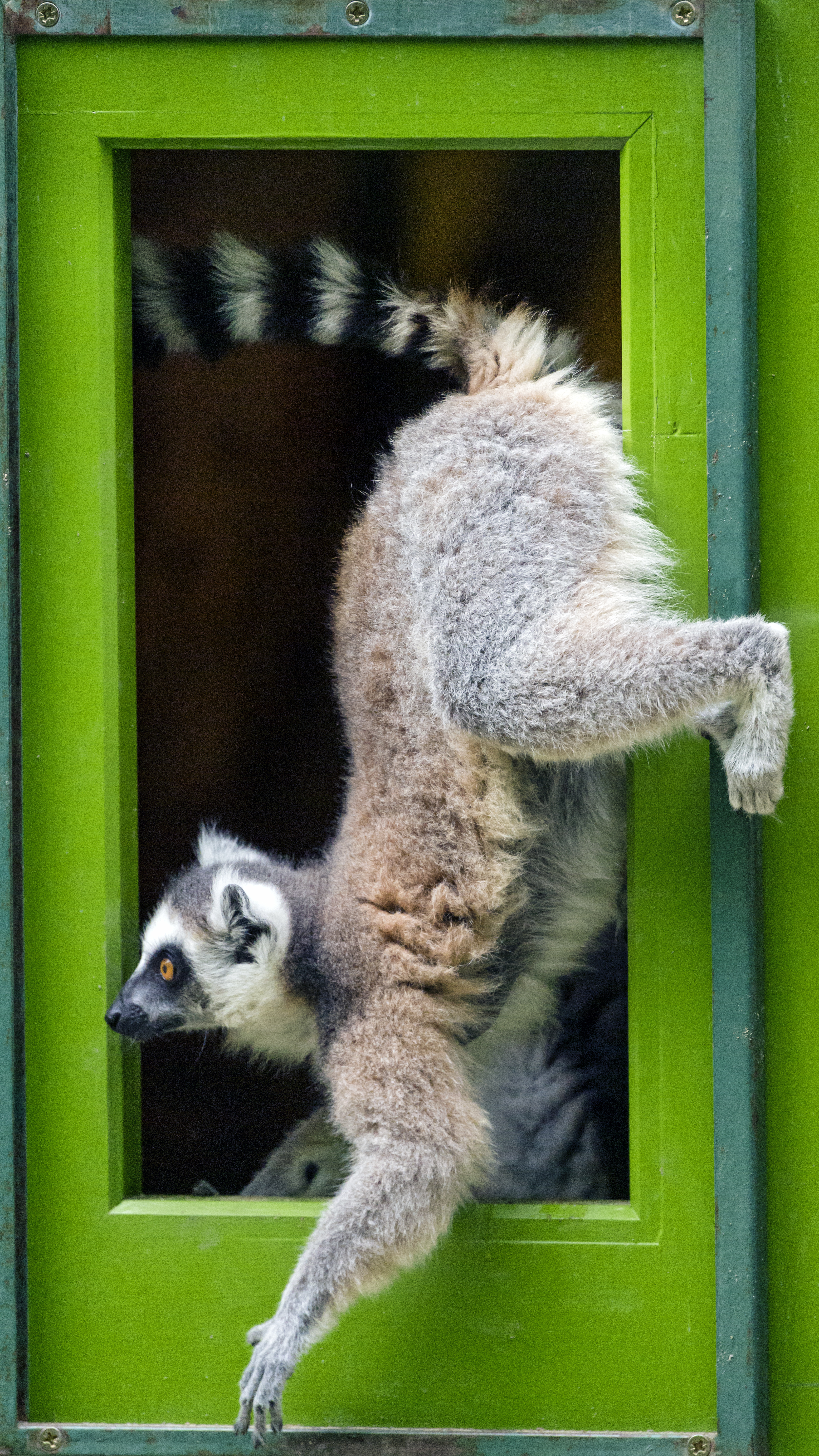 Download mobile wallpaper Lemur, Animals, Animal, Door, Funny for free.