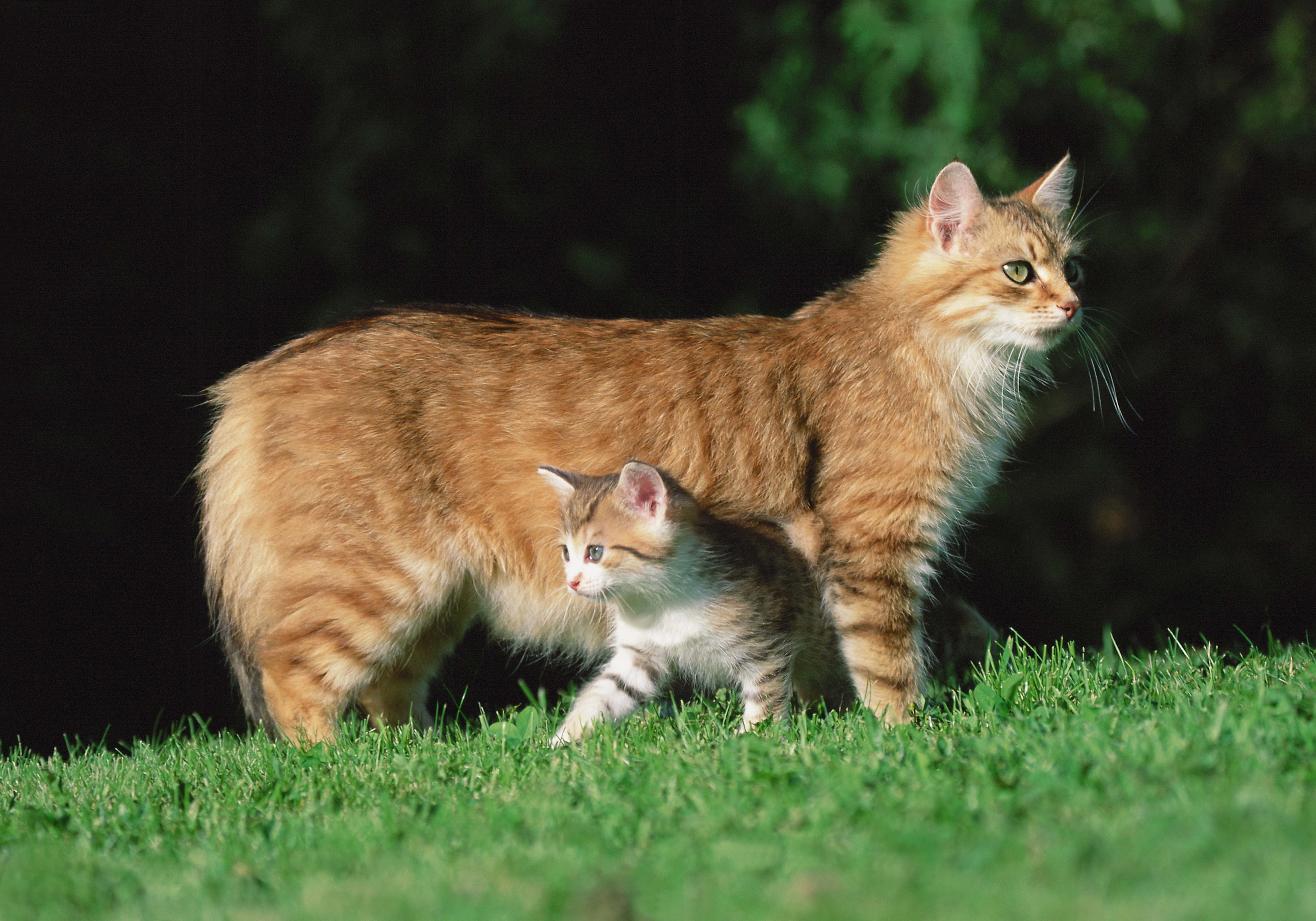 Laden Sie das Grass, Tiere, Kätzchen, Katze-Bild kostenlos auf Ihren PC-Desktop herunter