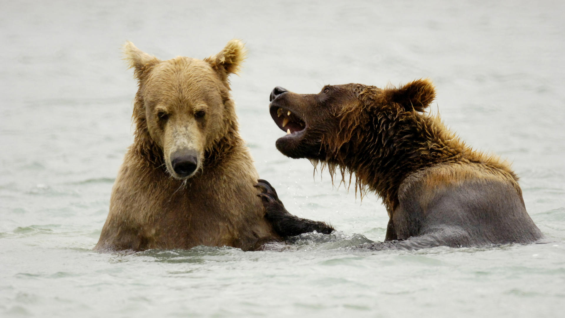 animal, grizzly bear, alaska, katmai national park, bears Phone Background