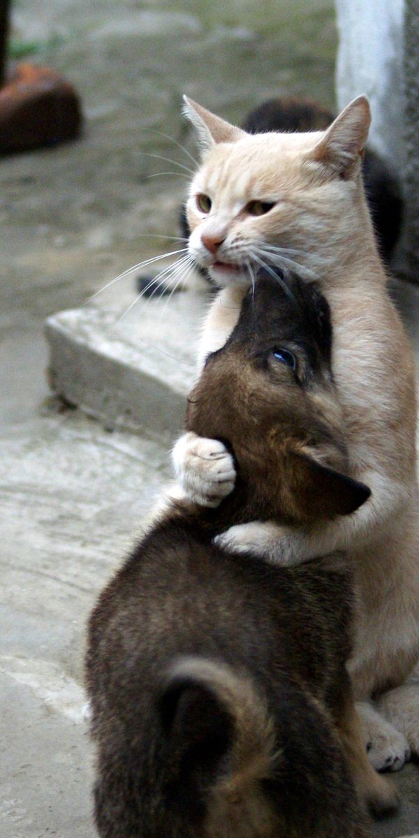 Обнять врага. Кот обнимает. Котики обнимаются. Животные обнимаются. Обнимашки прикол.