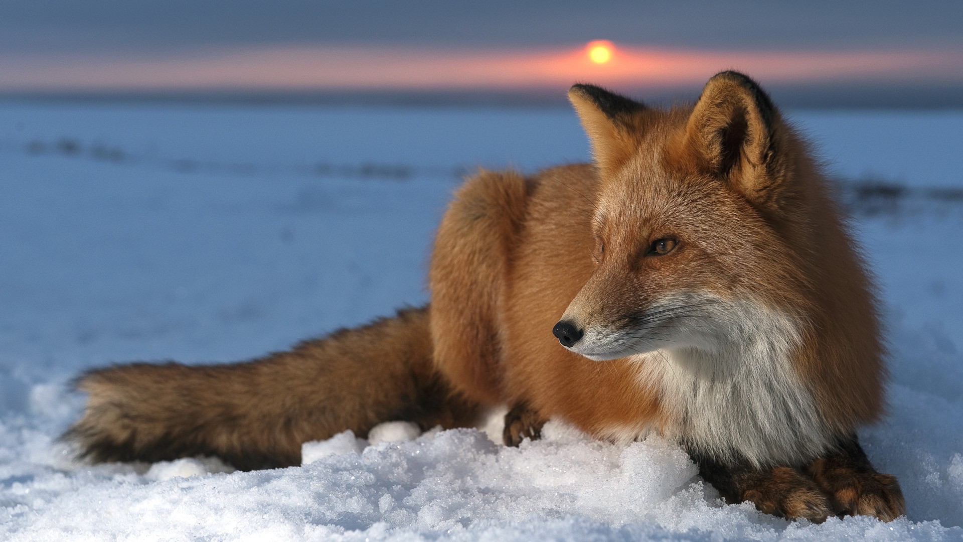 168715 免費下載壁紙 动物, 狐狸, 雪, 日落 屏保和圖片