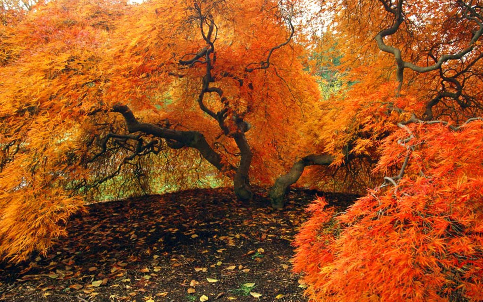 Download mobile wallpaper Orange (Color), Fall, Tree, Earth for free.