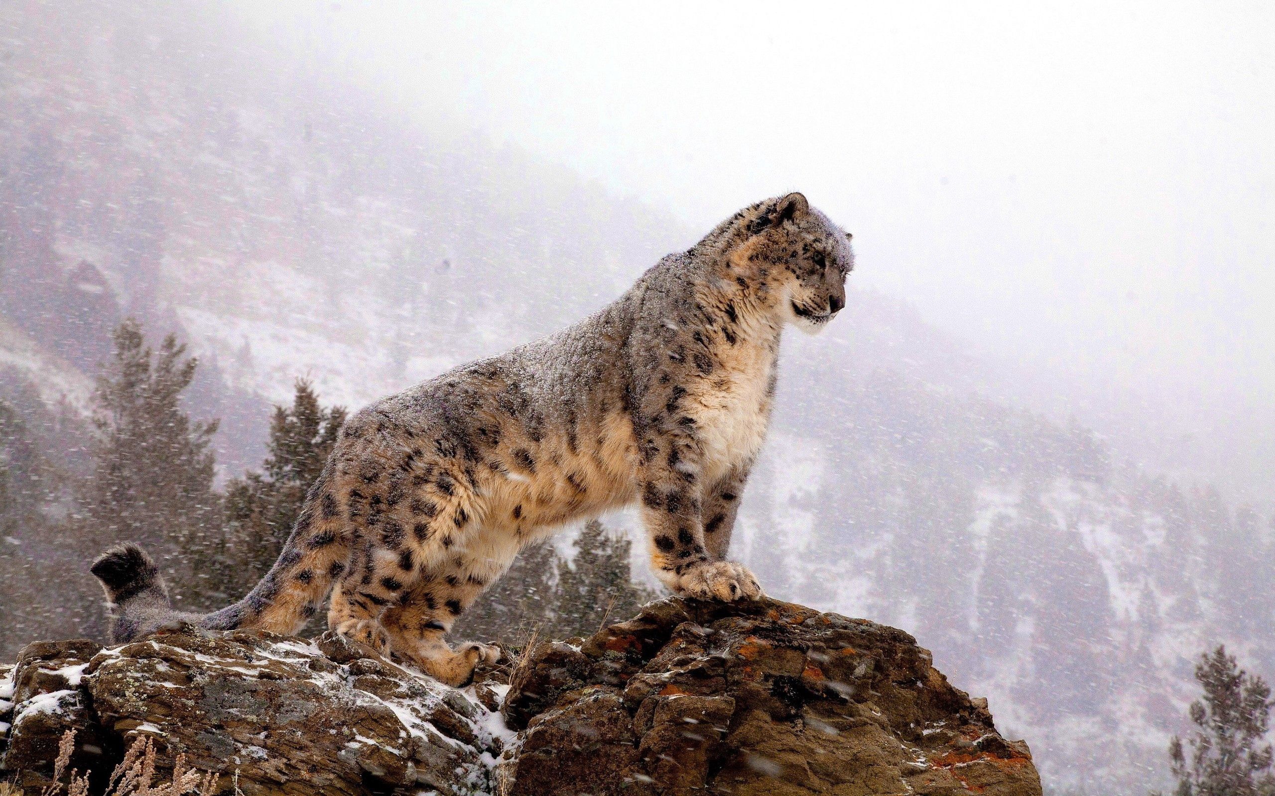 69760 Hintergrundbild herunterladen schneeleopard, predator, raubtier, große katze, tiere, scheitel, nach oben, big cat - Bildschirmschoner und Bilder kostenlos
