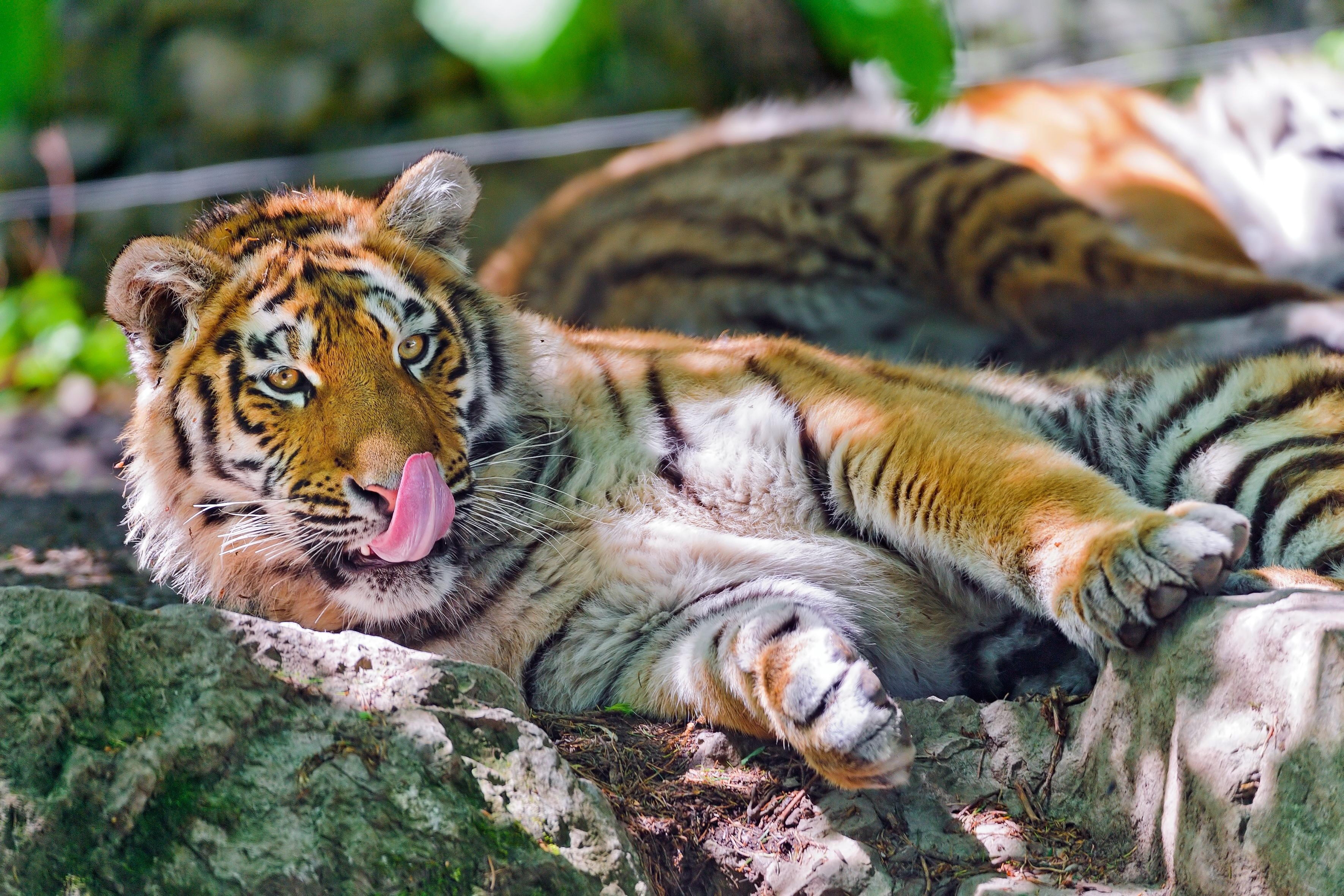 131098 télécharger l'image tigre, animaux, museau, muselière, prédateur, langue, laver - fonds d'écran et économiseurs d'écran gratuits