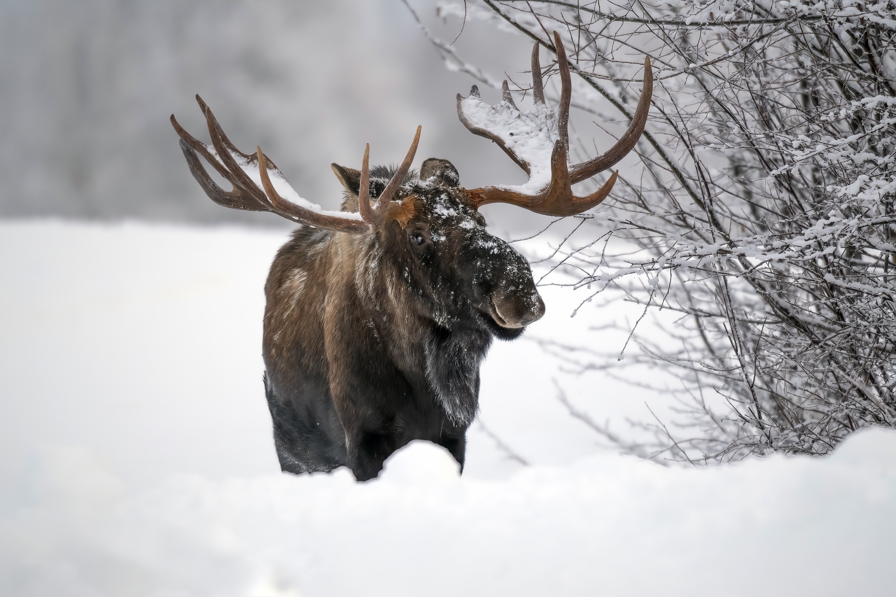 Premium AI Image  Moose in the fog wallpapers and images