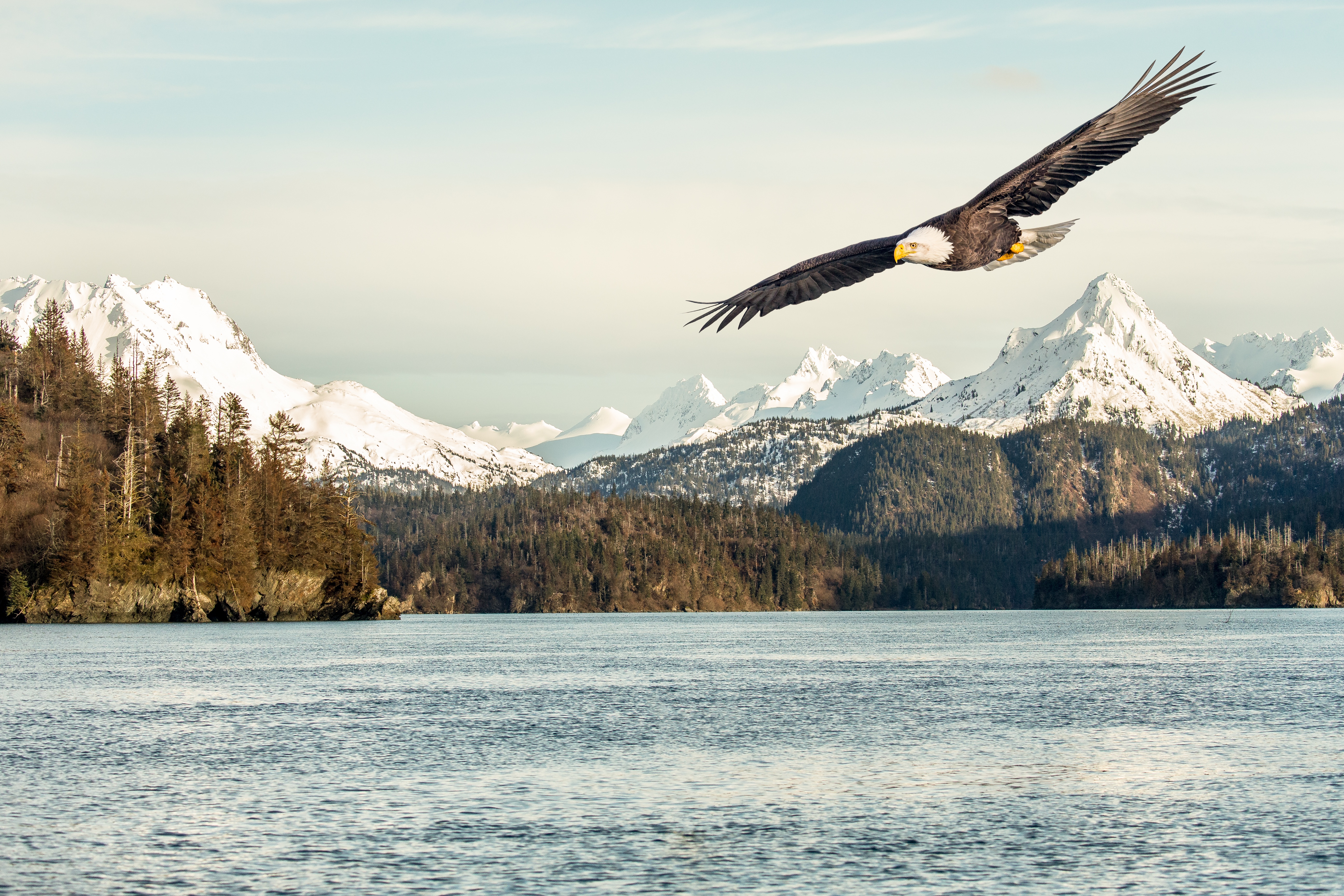 bird of prey, eagle, animal, bald eagle, bird, lake, mountain, birds Free Stock Photo