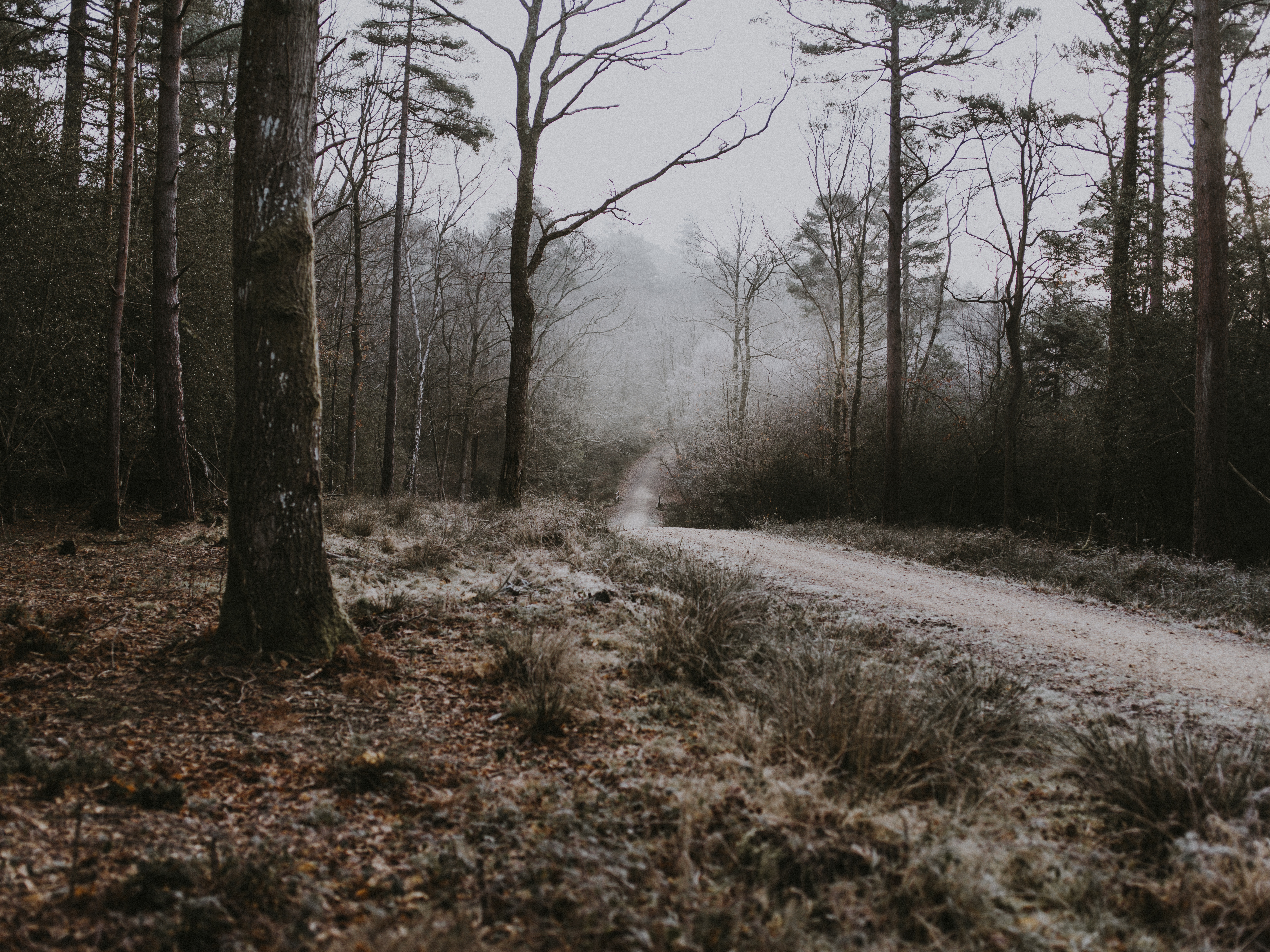 frost, nature, trees, autumn, forest, fog, path, hoarfrost