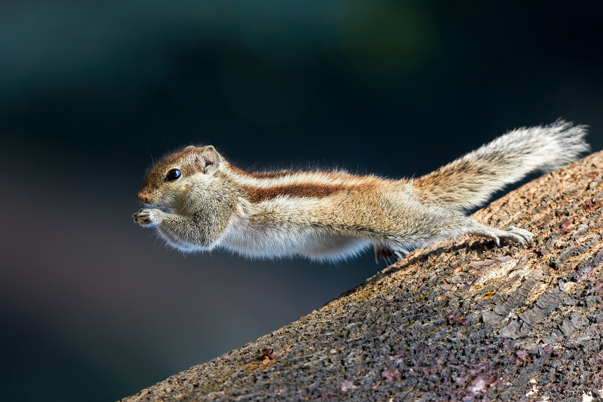 Download mobile wallpaper Squirrel, Animal, Jump, Rodent for free.
