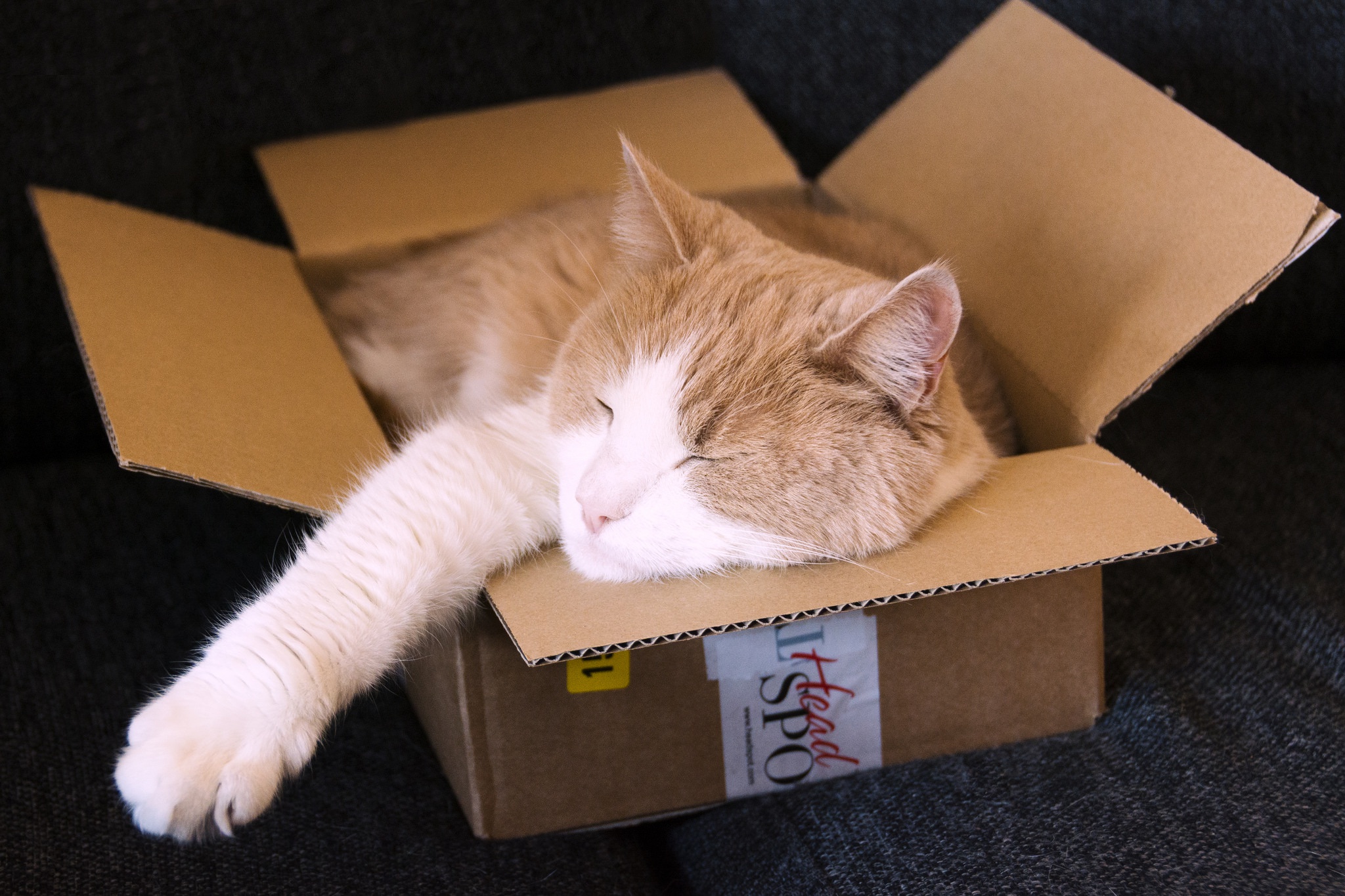 animal, cat, box, sleeping, cats High Definition image