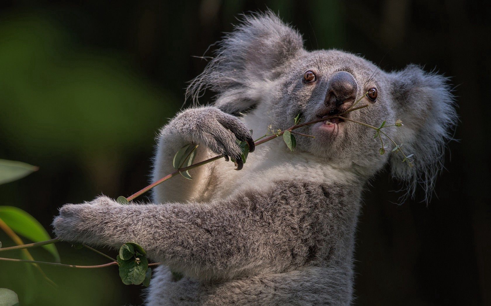 Téléchargez des papiers peints mobile Animal, Branche, Koala, Animaux gratuitement.