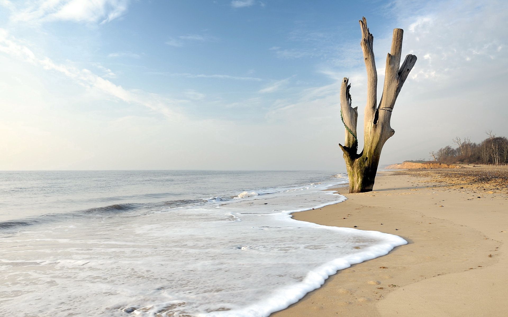 Free download wallpaper Sea, Tree, Wood, Nature, Landscape on your PC desktop