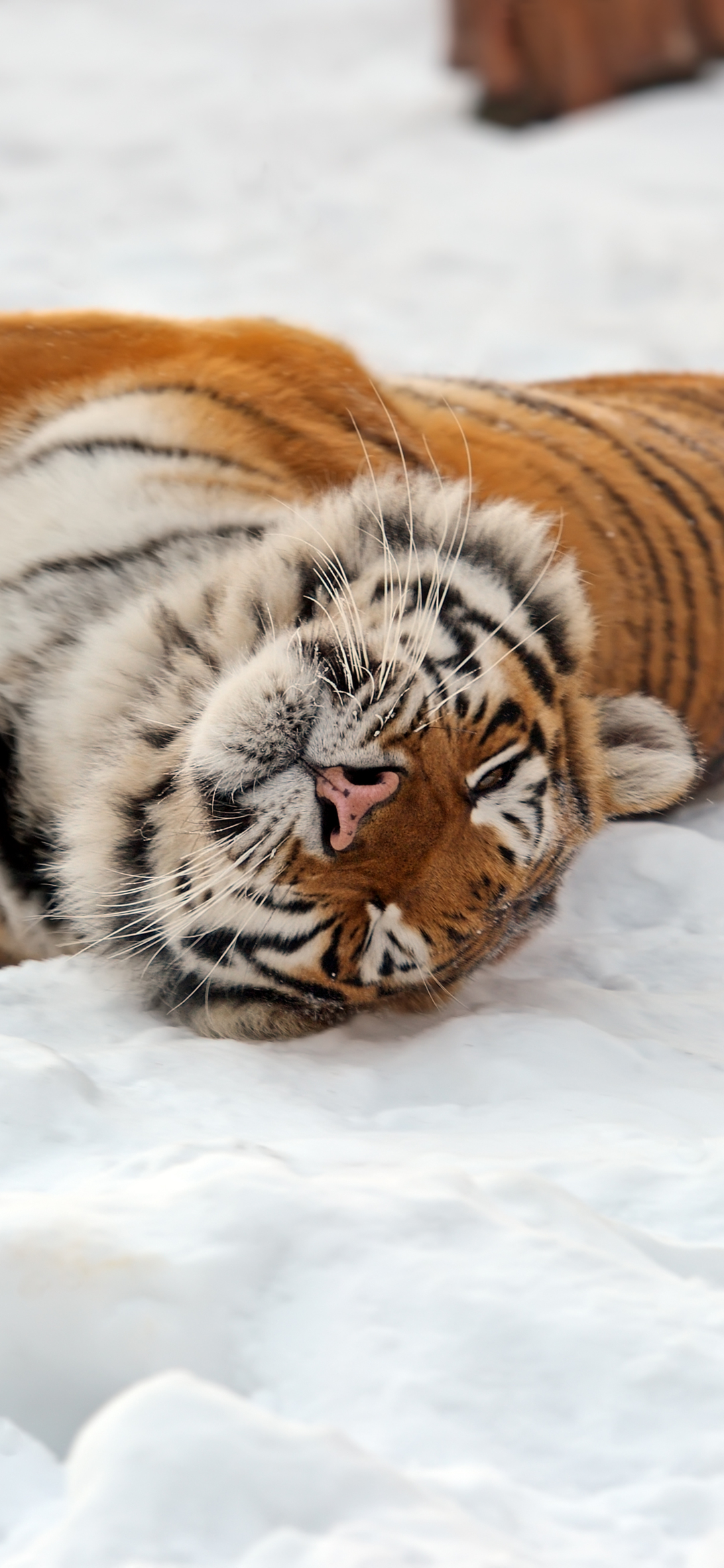 1164449 Bildschirmschoner und Hintergrundbilder Amur Tiger auf Ihrem Telefon. Laden Sie  Bilder kostenlos herunter